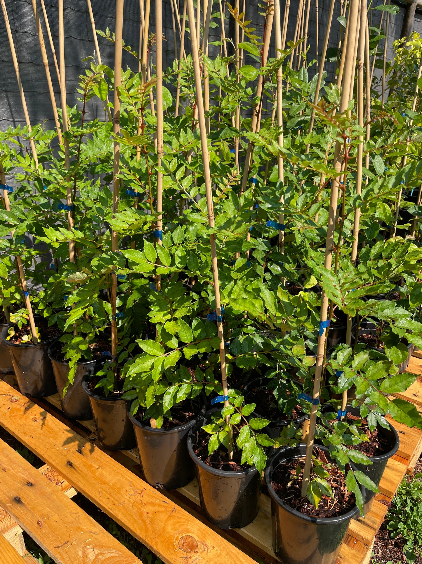 Sichuan (Szechwan) Pepper Tree