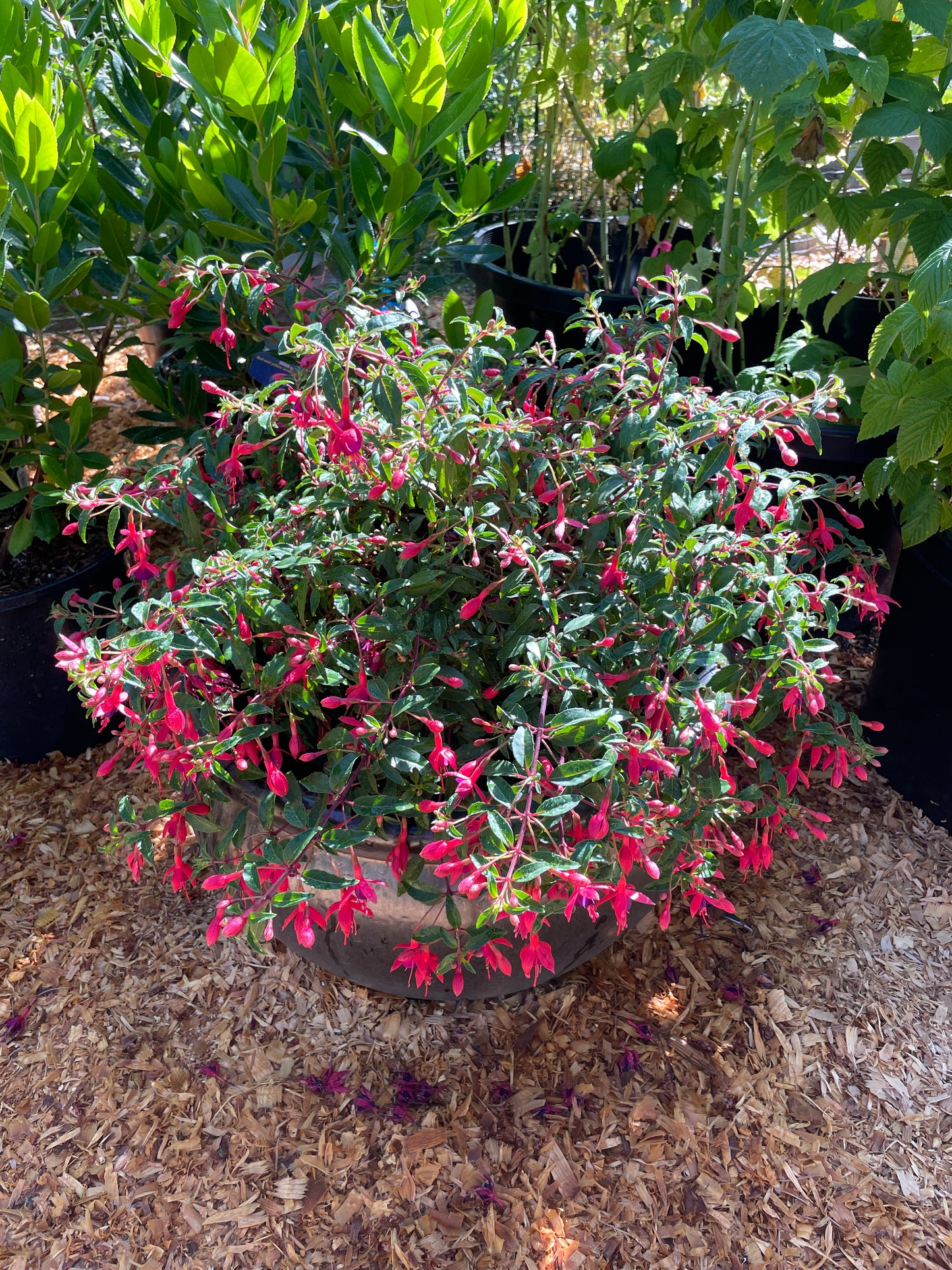 'Papoose' Hardy Fuchsia Plants