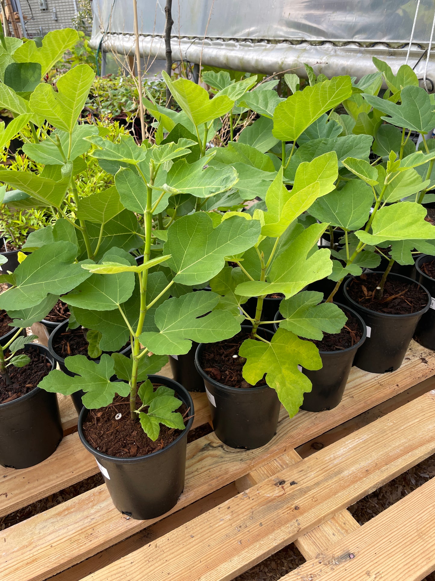 'Desert King' Fig