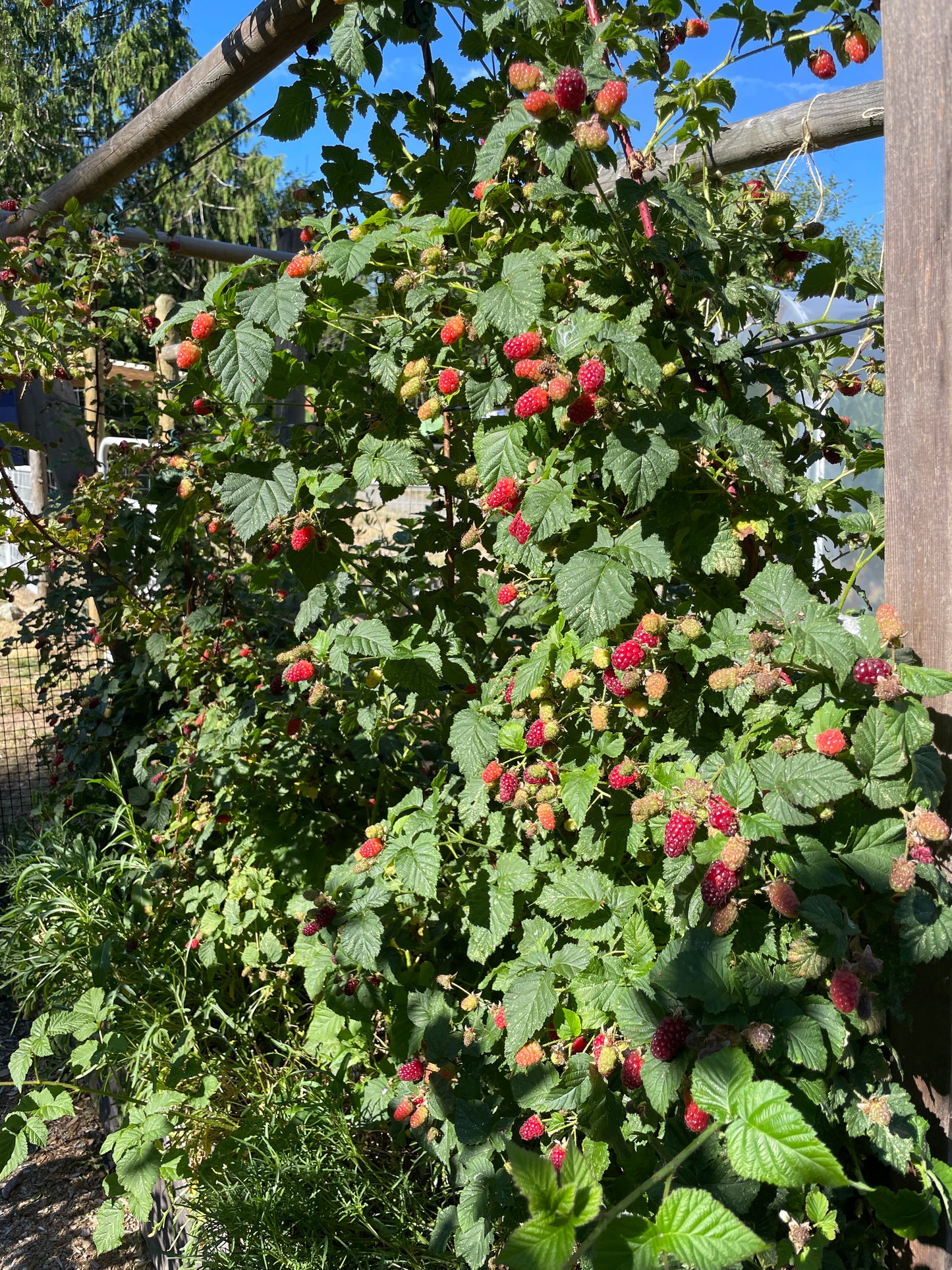 Tayberry Plants