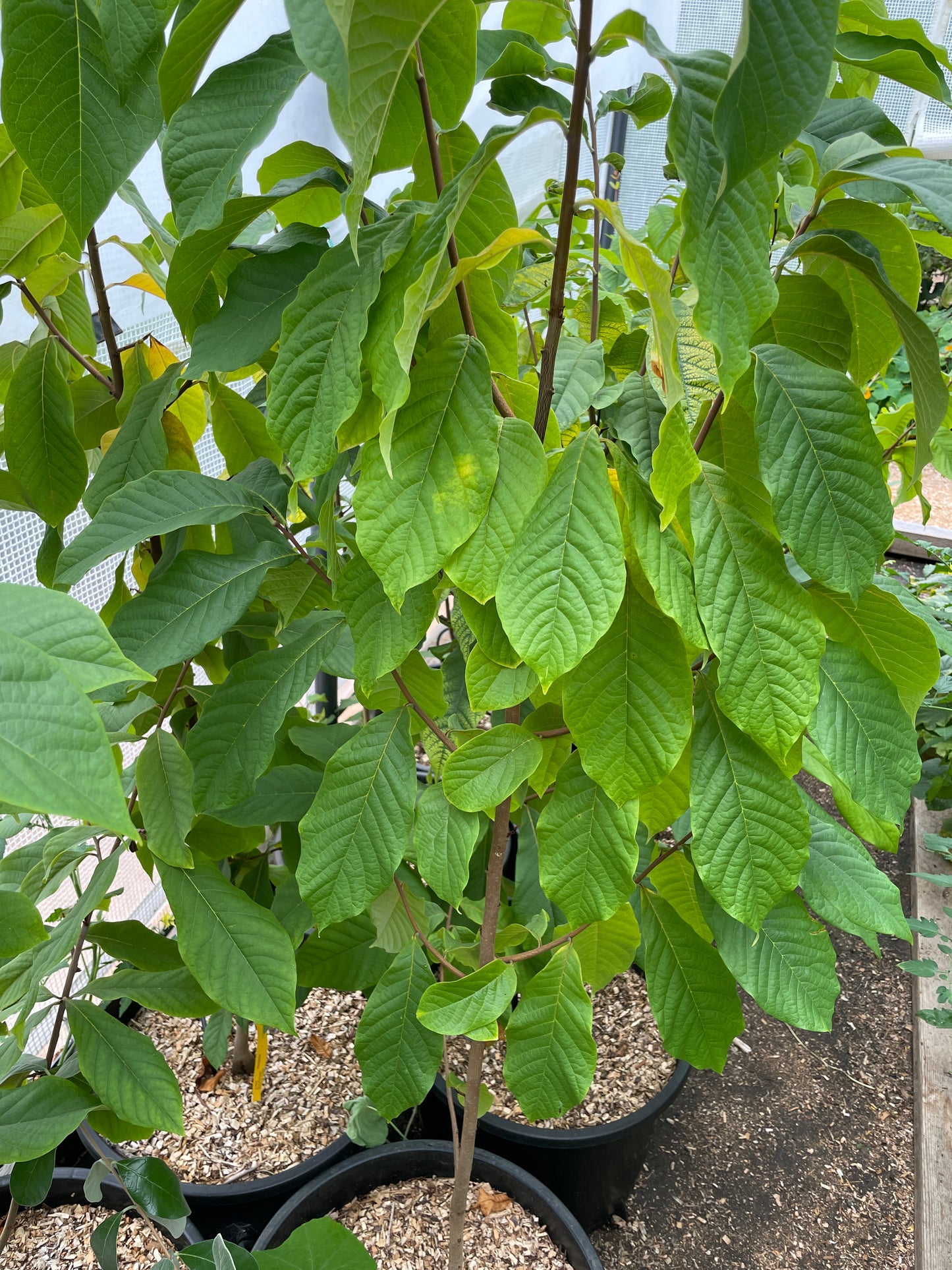 Pawpaw Trees