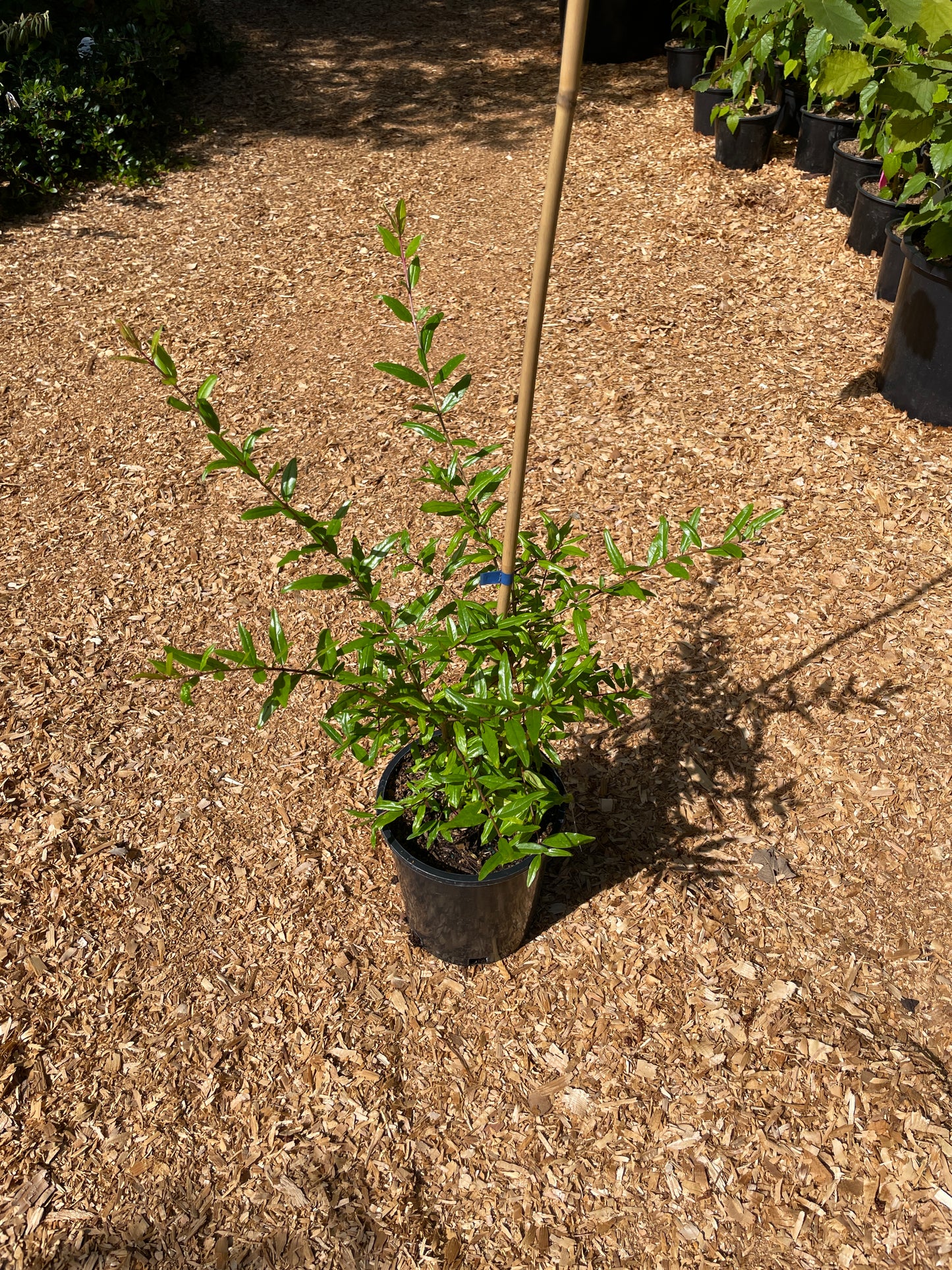 Pomegranate Plants