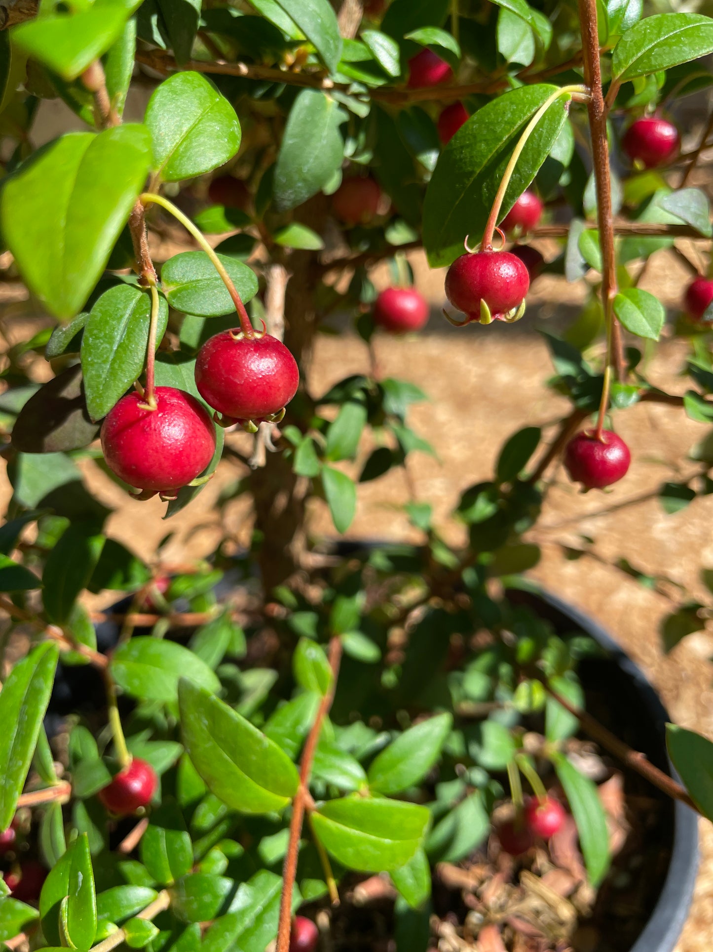 Chilean Guava Plants