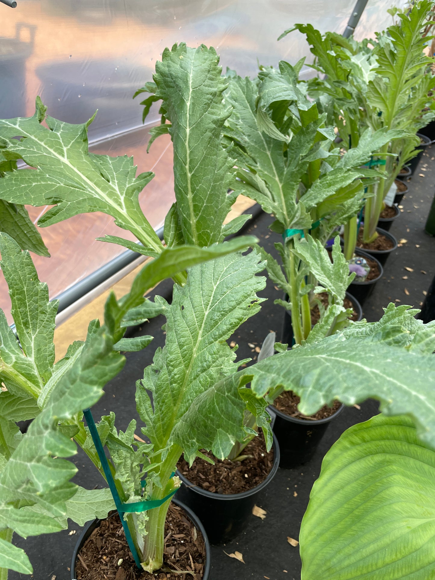 Globe Artichoke Plants