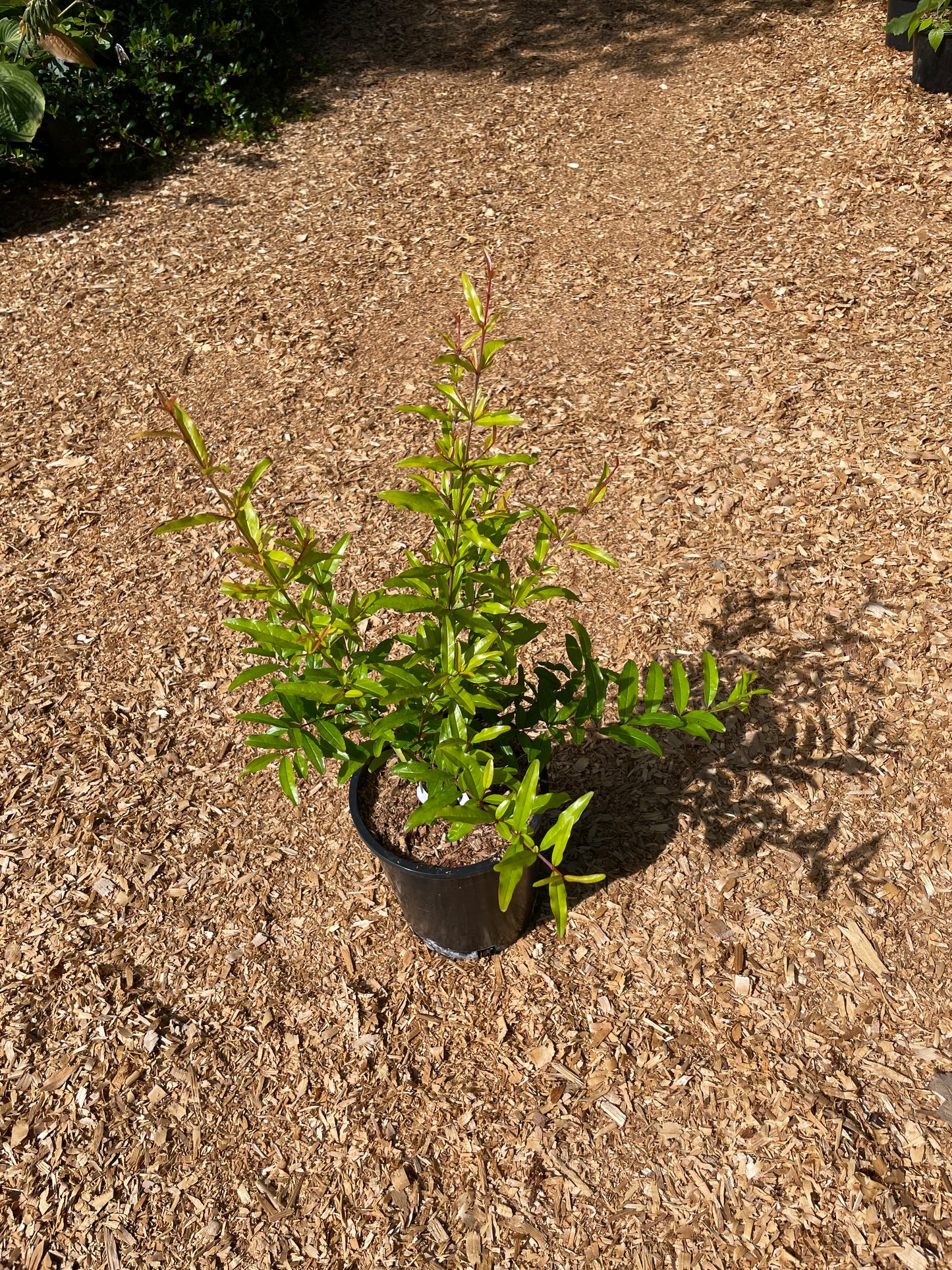 Pomegranate Plants