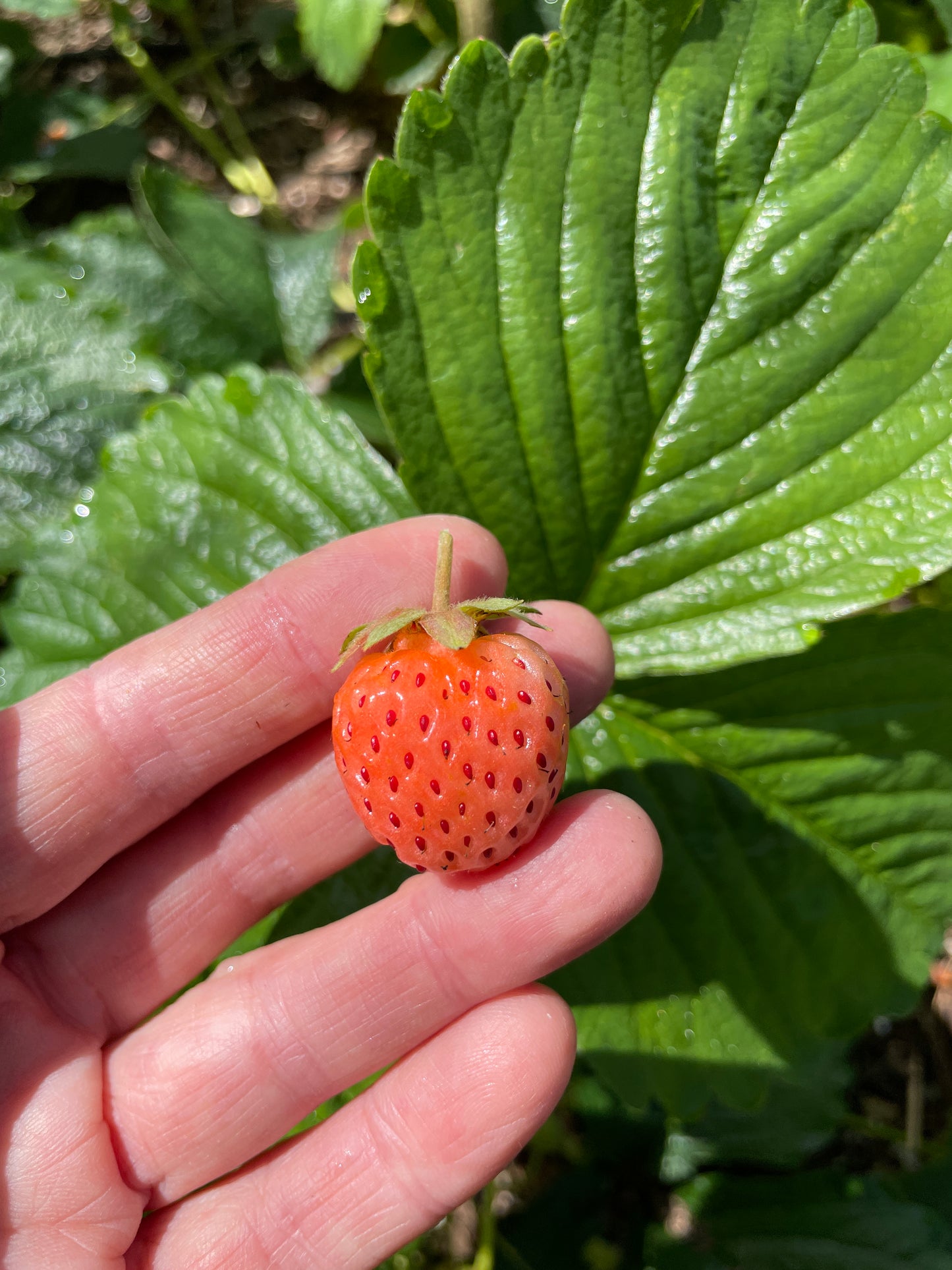 'Flamingo' Everbearing Strawberry