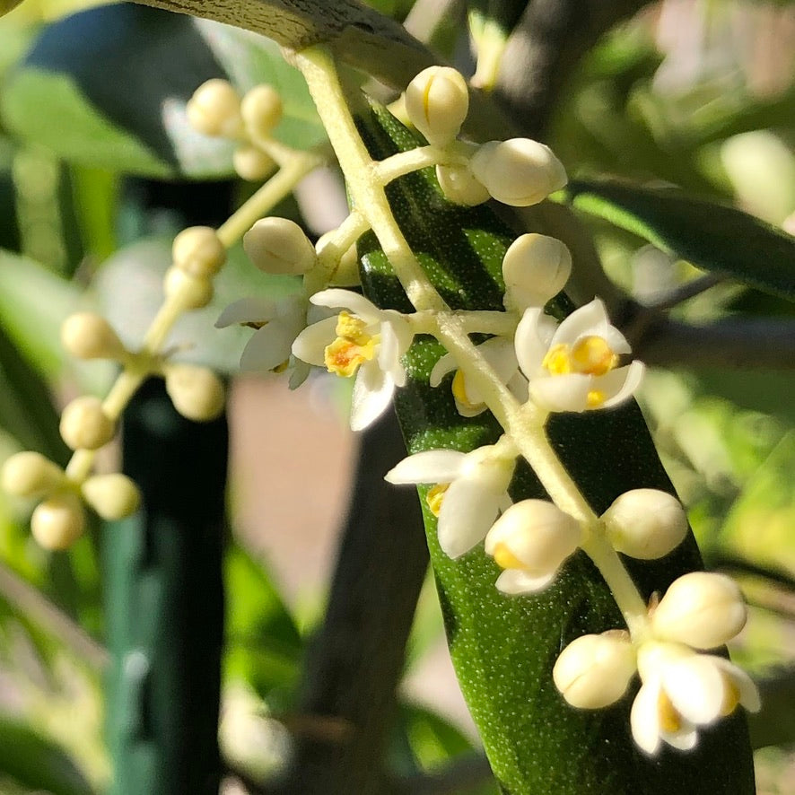 'Arbequina' Olive Trees