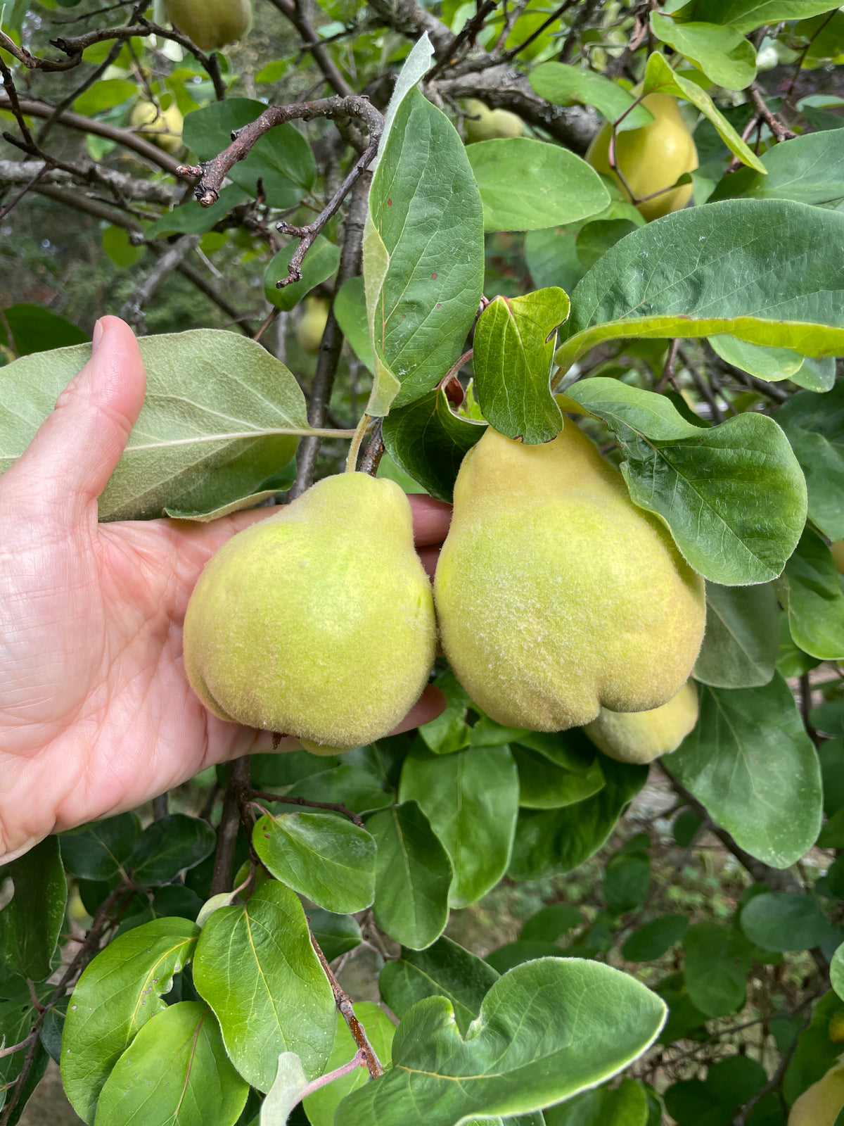 Fruiting Quince