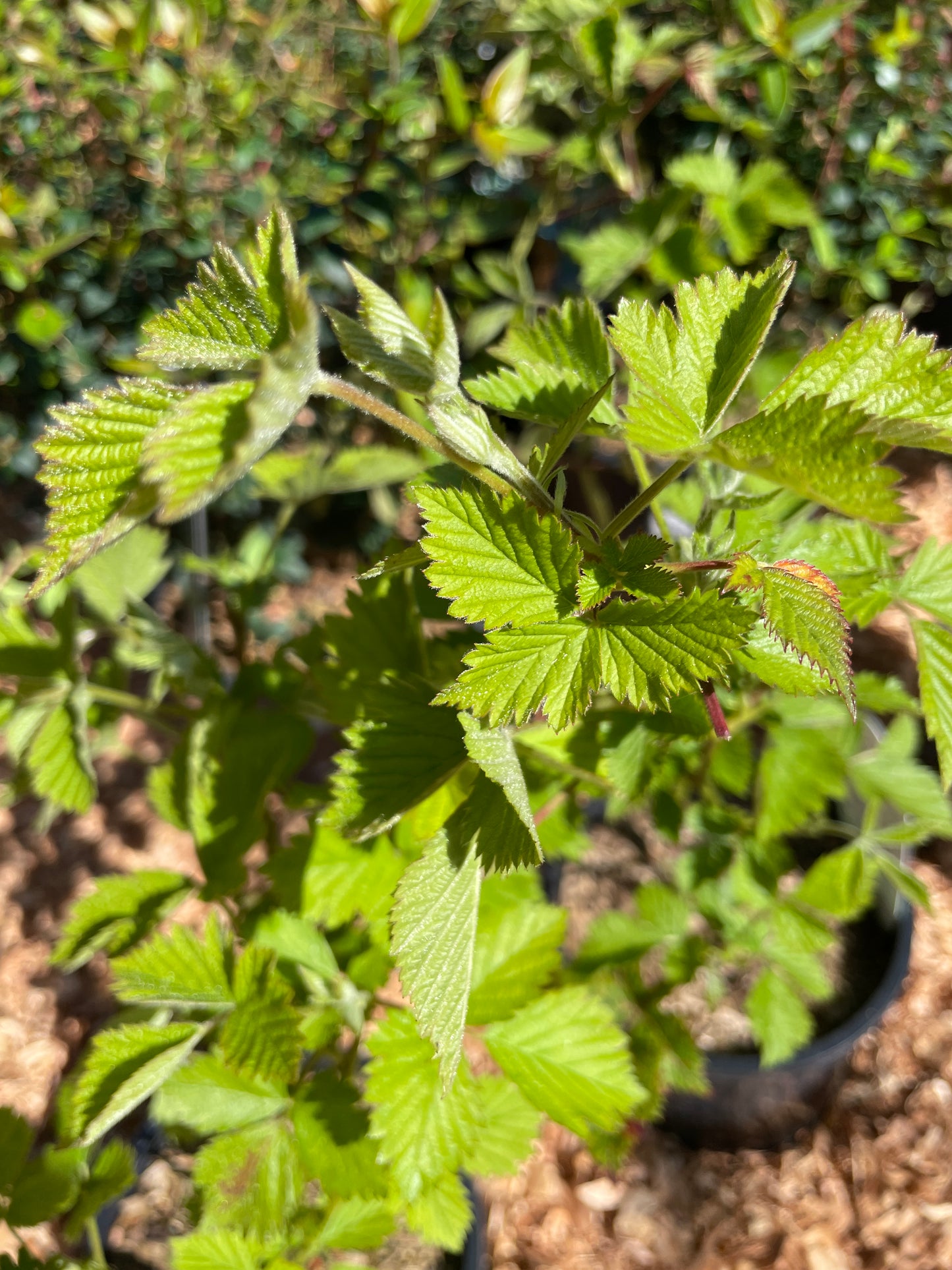 Boysenberry Plants