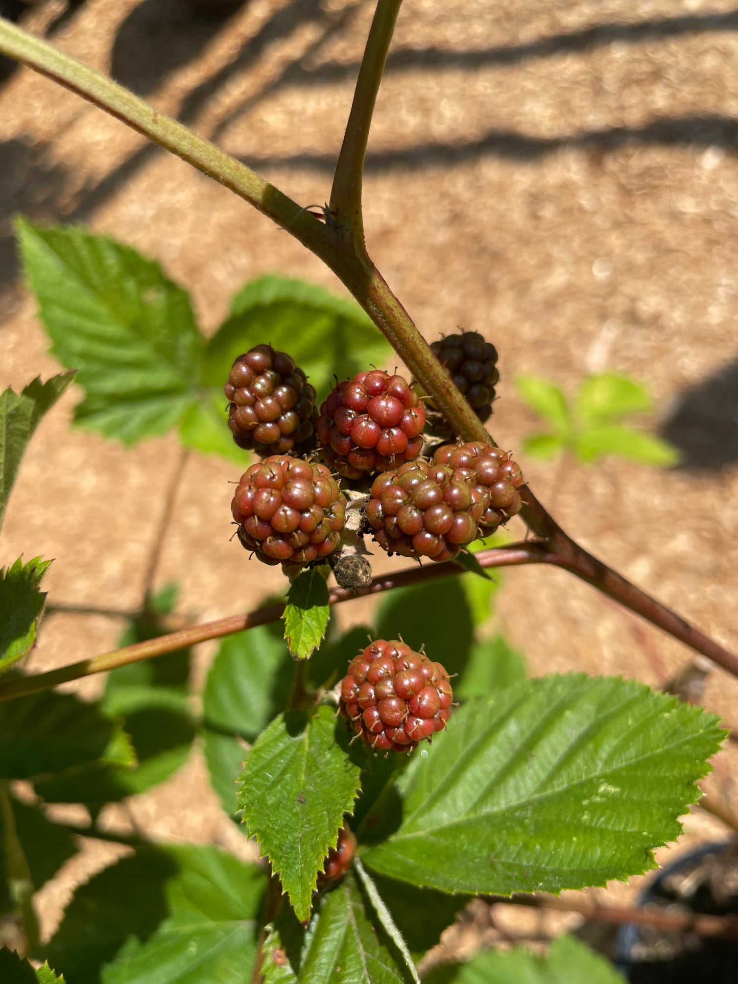 Thornless Blackberry Plants