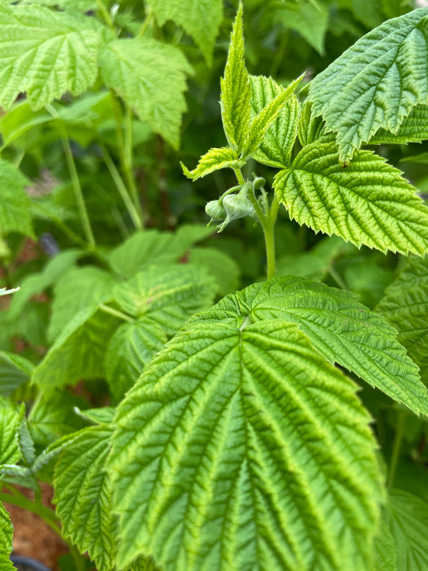 'Fall Gold' Everbearing Raspberry Plants