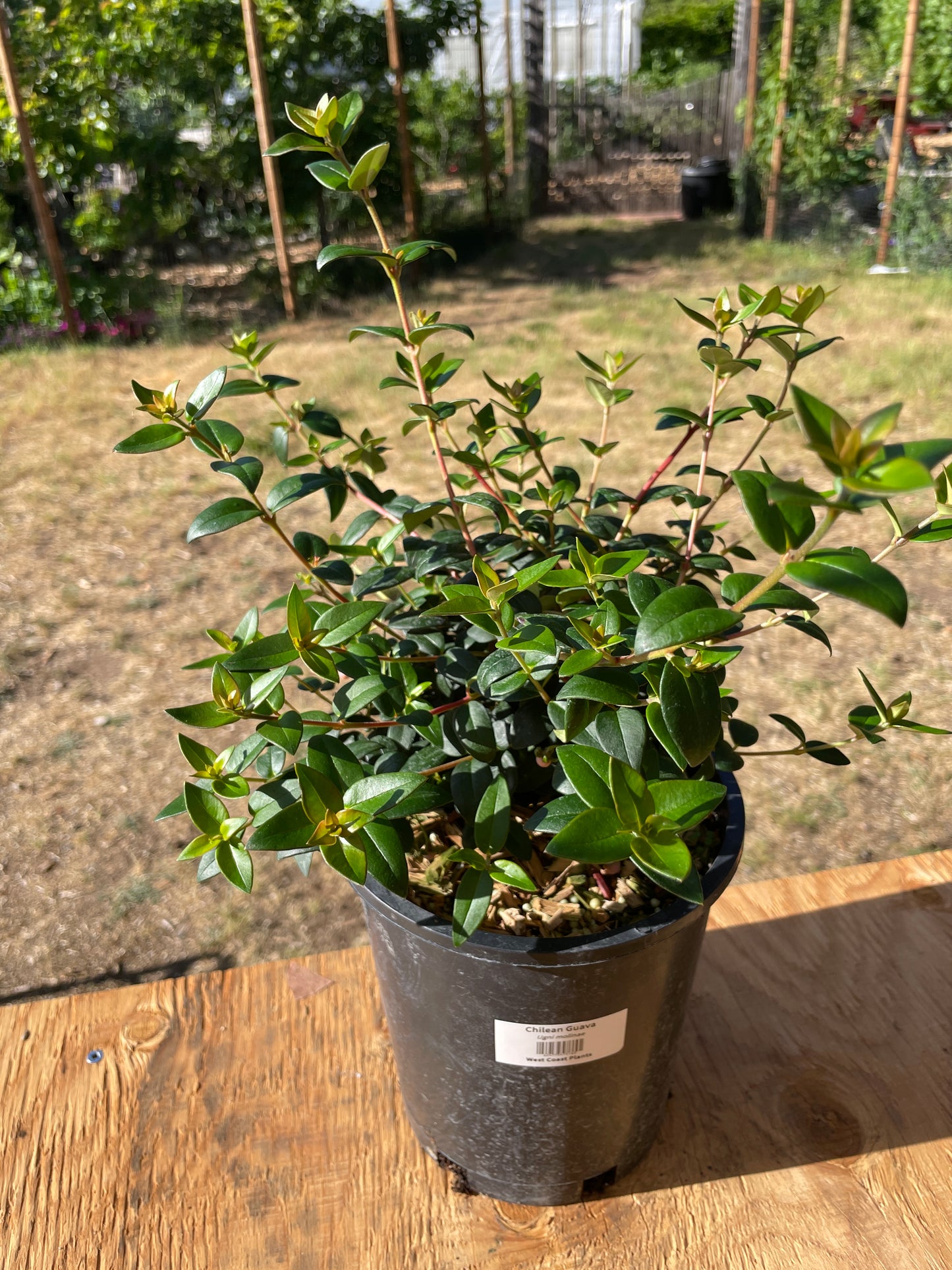Chilean Guava