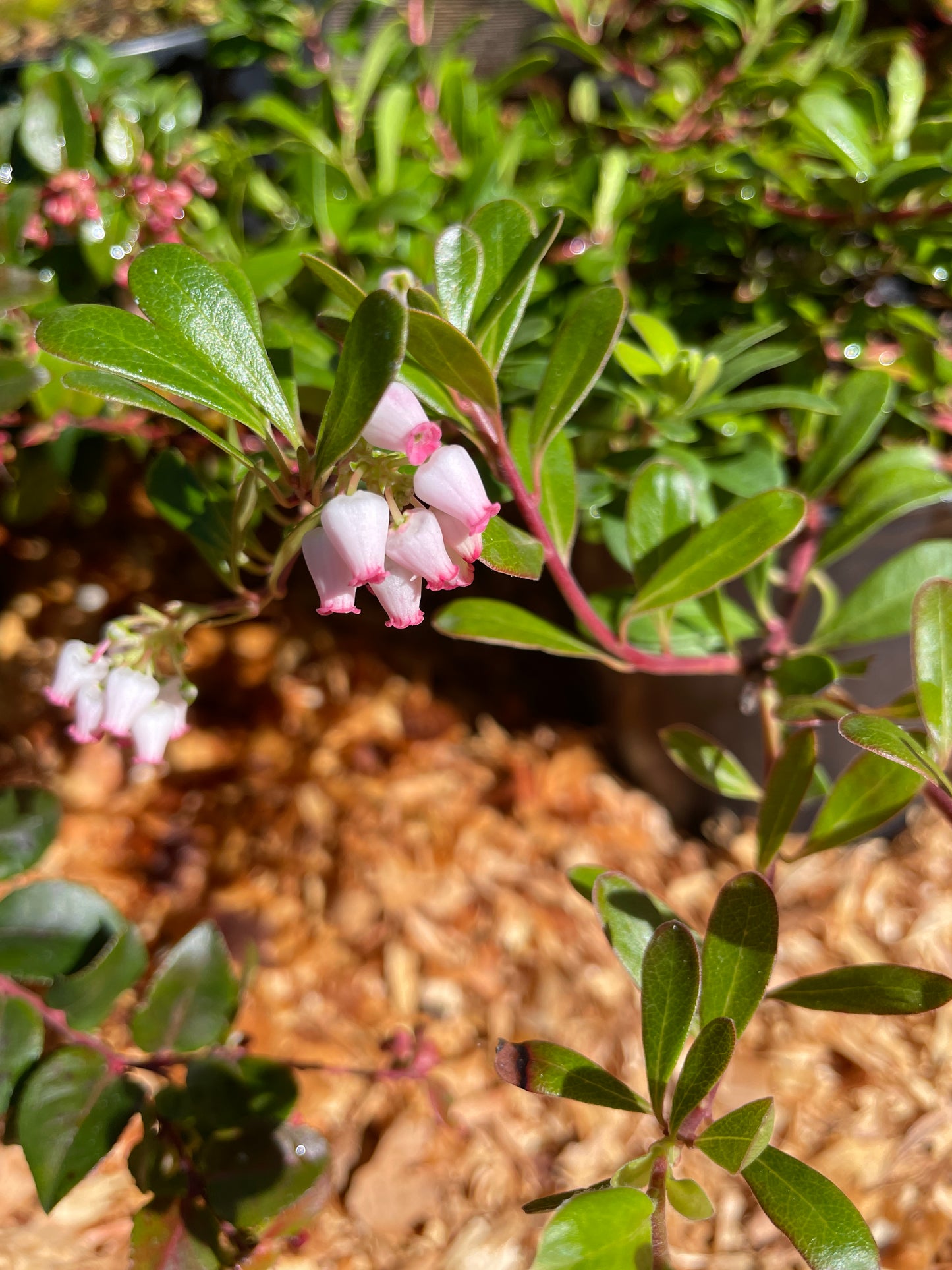 Kinnikinnick (Bearberry) Plants