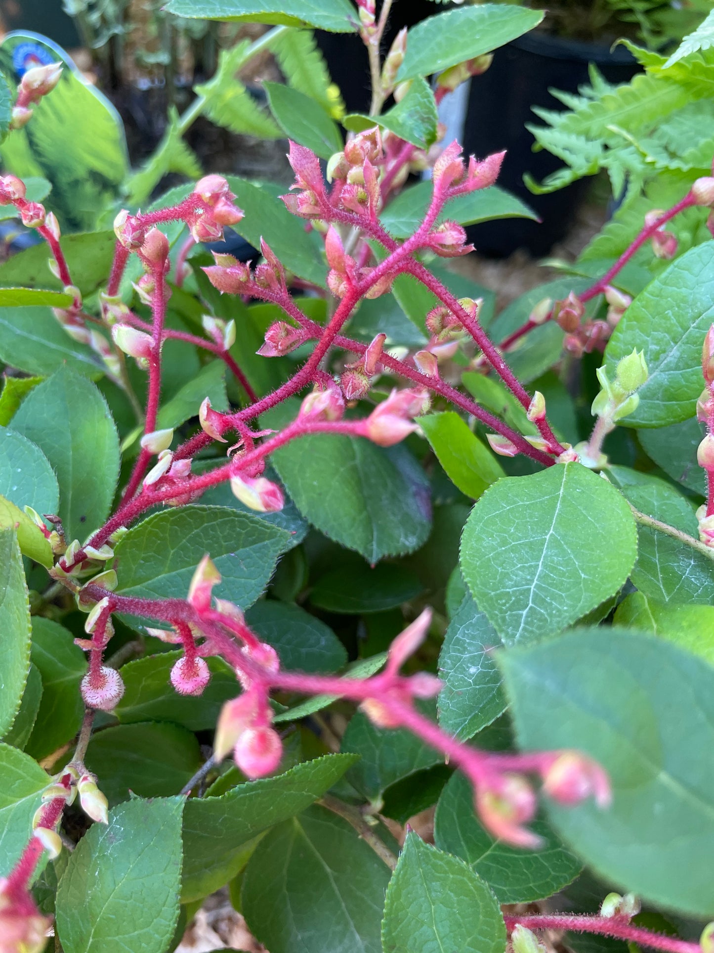 Salal Plants