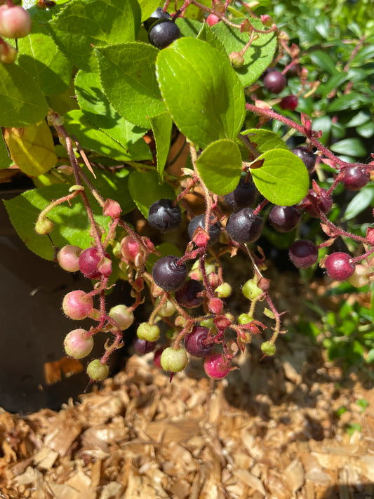 Salal Plants