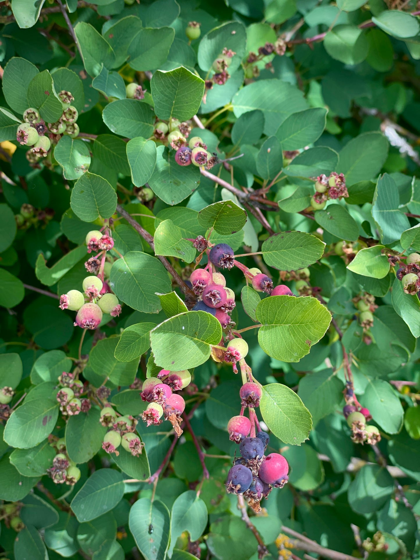 Saskatoon Serviceberry