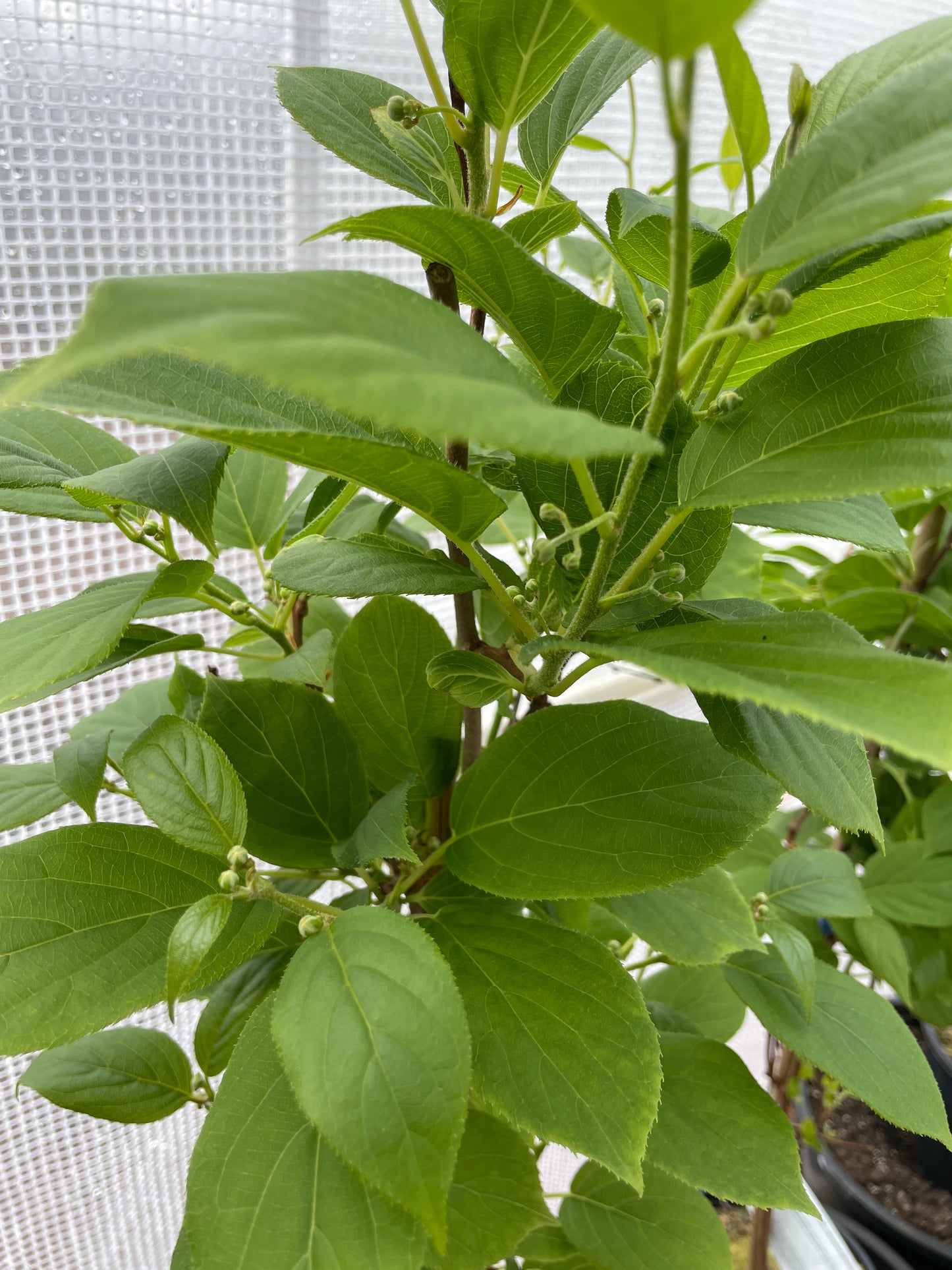 'Issai' Hardy Kiwi Vines