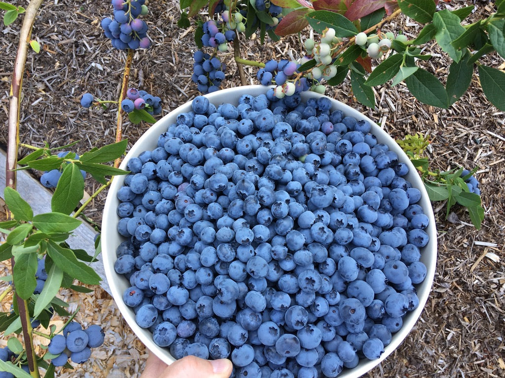 'Bluecrop' Blueberry Plants