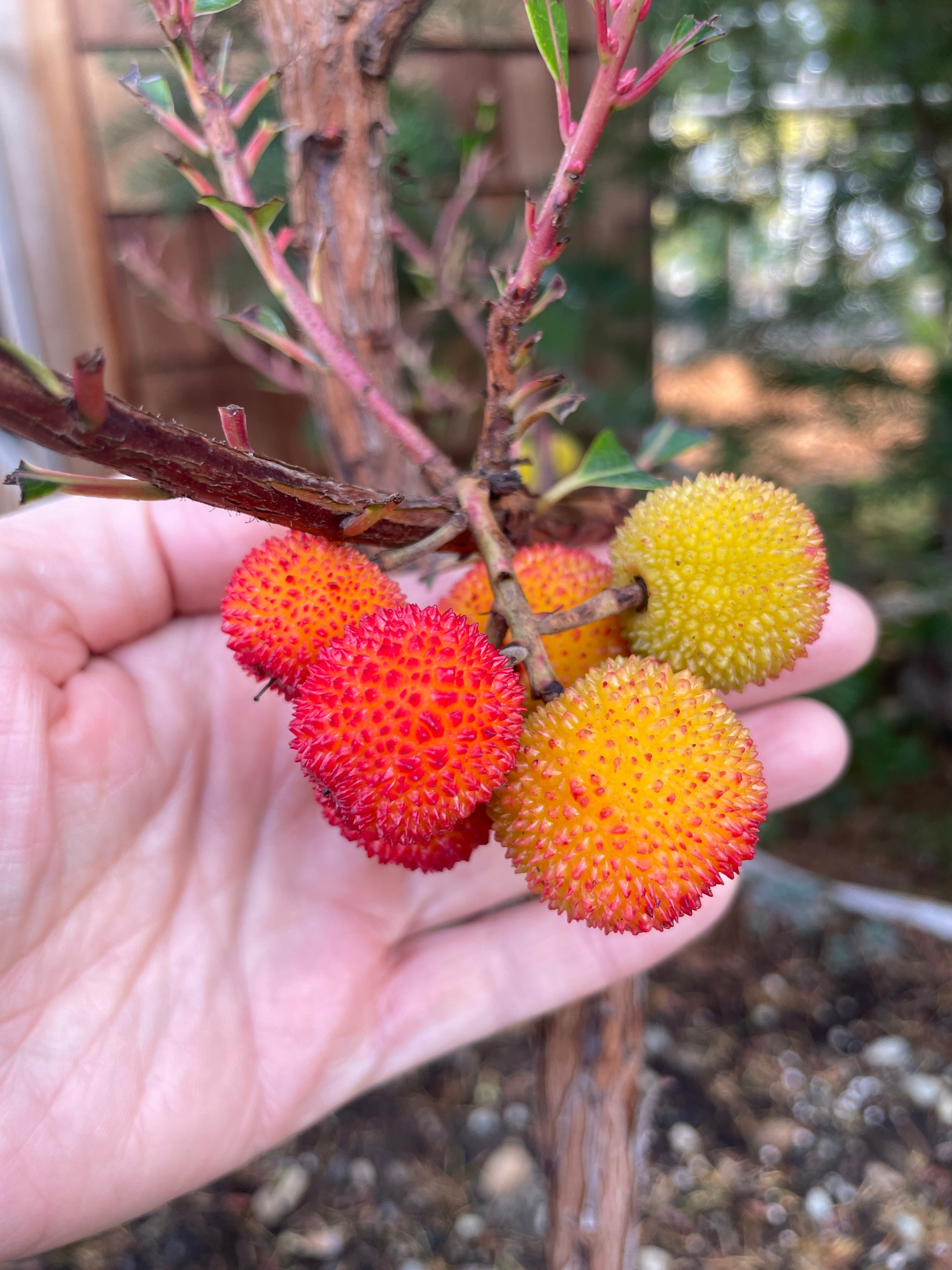 Strawverry Tree Strawberry Trees (Arbutus unedo) for Sale on Vancouver Island, B.C ...