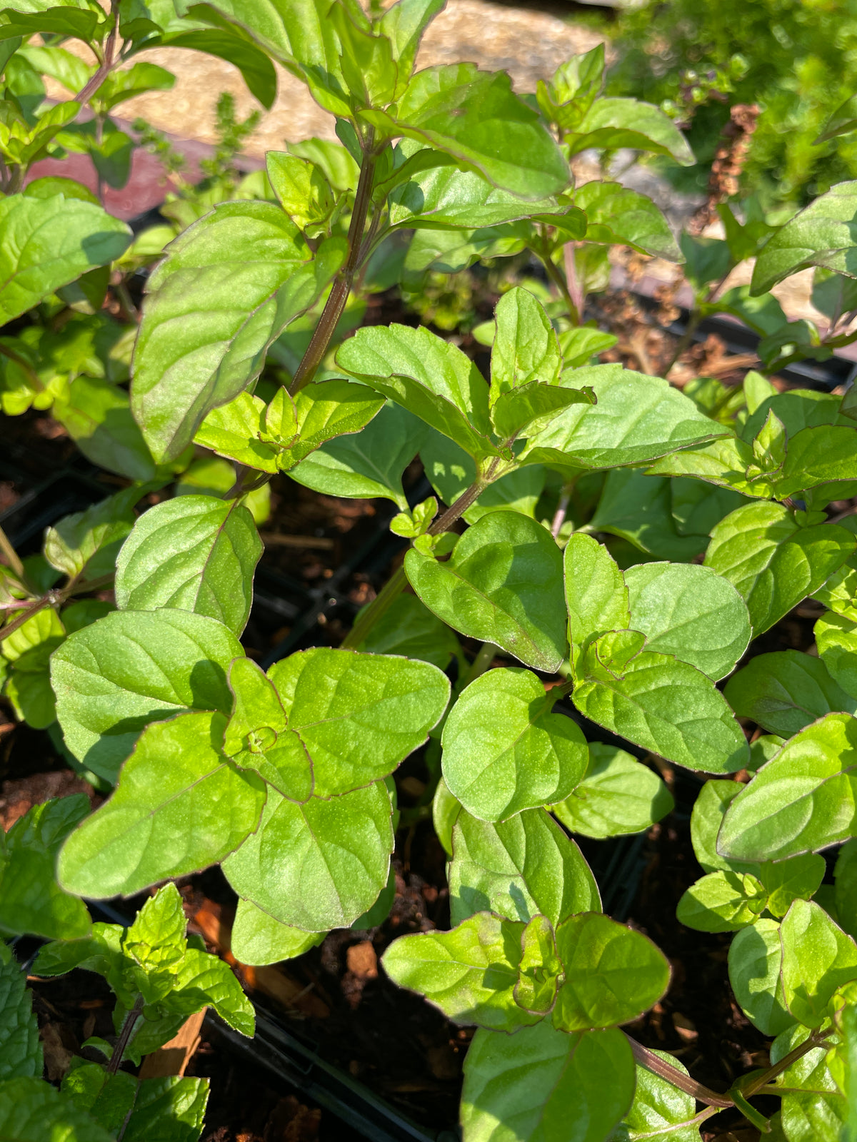 Orange Mint ('Eau de Cologne')