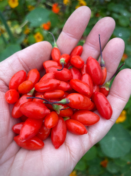 'Firecracker' Goji Berry