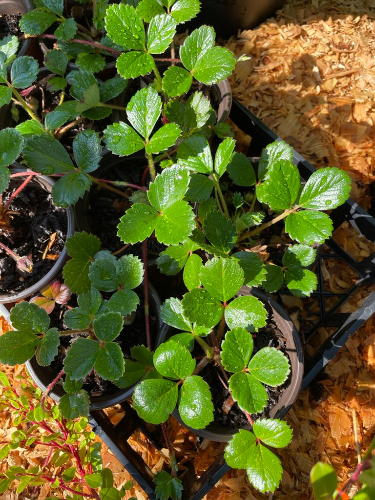 Coastal Strawberry Plants