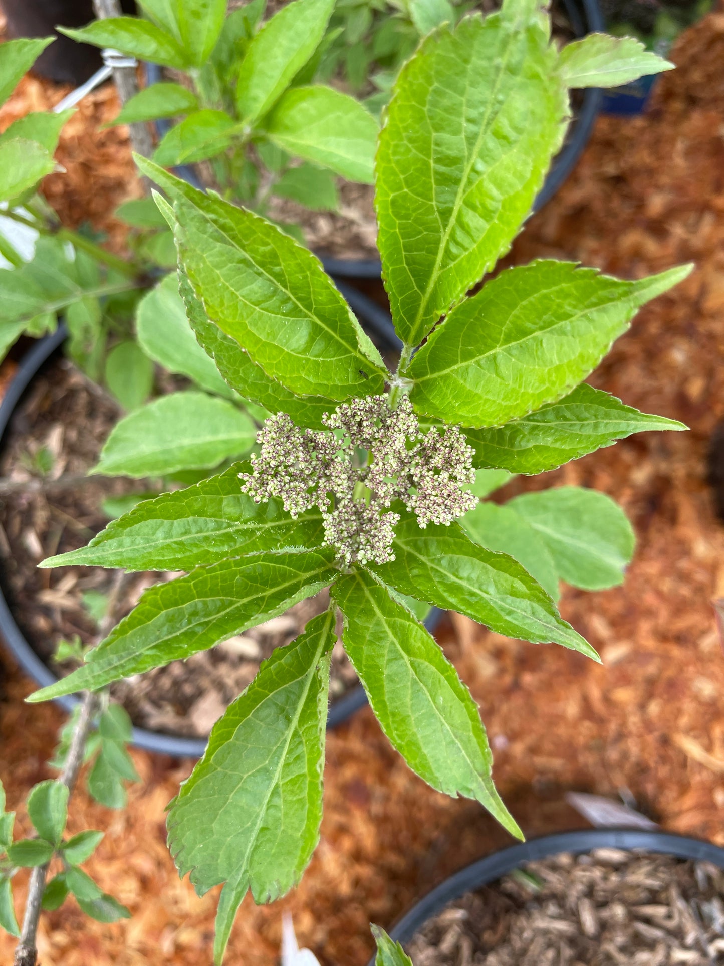 'Korsor' Elderberry Plants