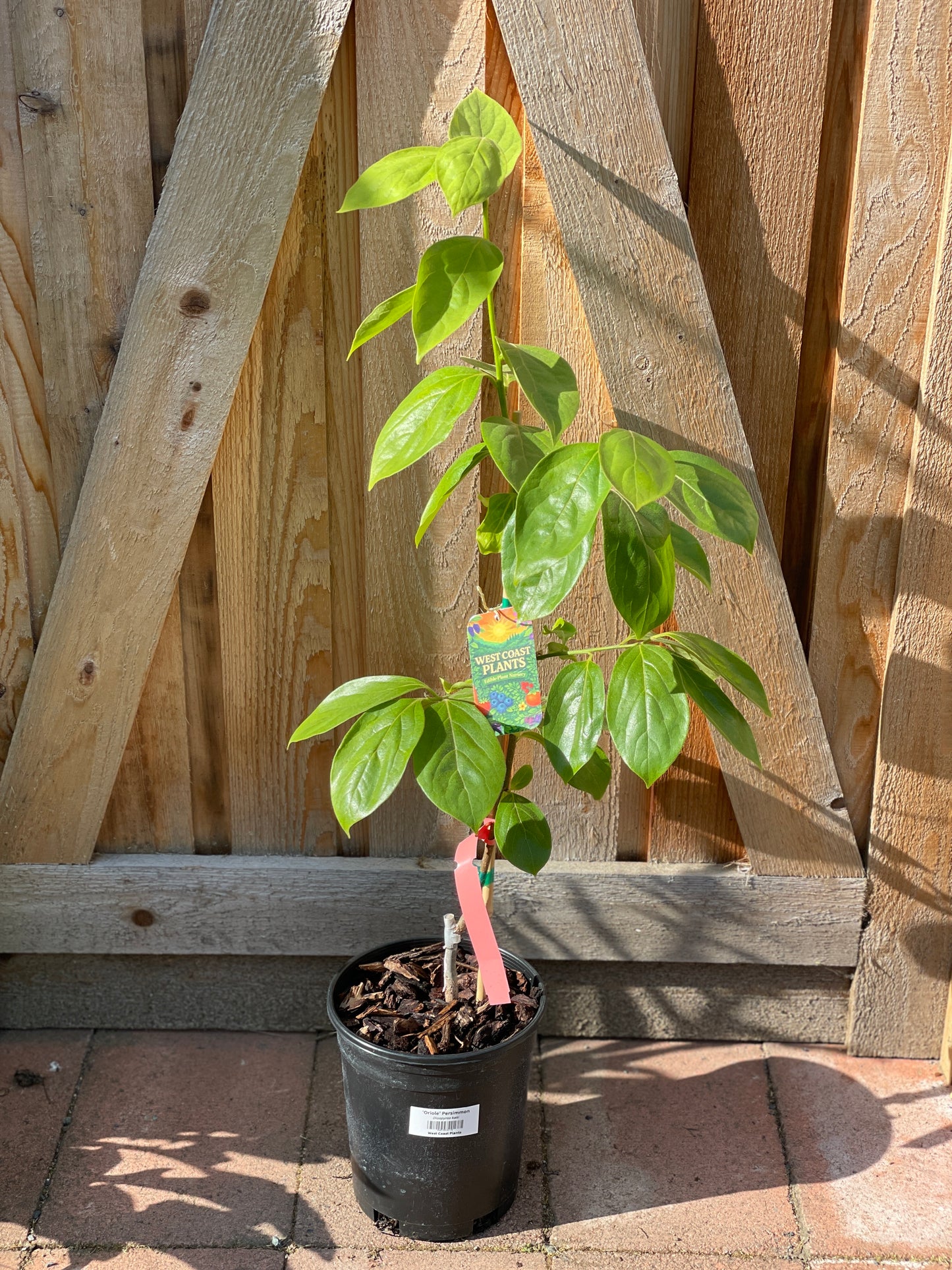 'Oriole'™ Asian Persimmon