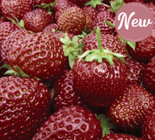 'Cherryberry' Strawberry Plants