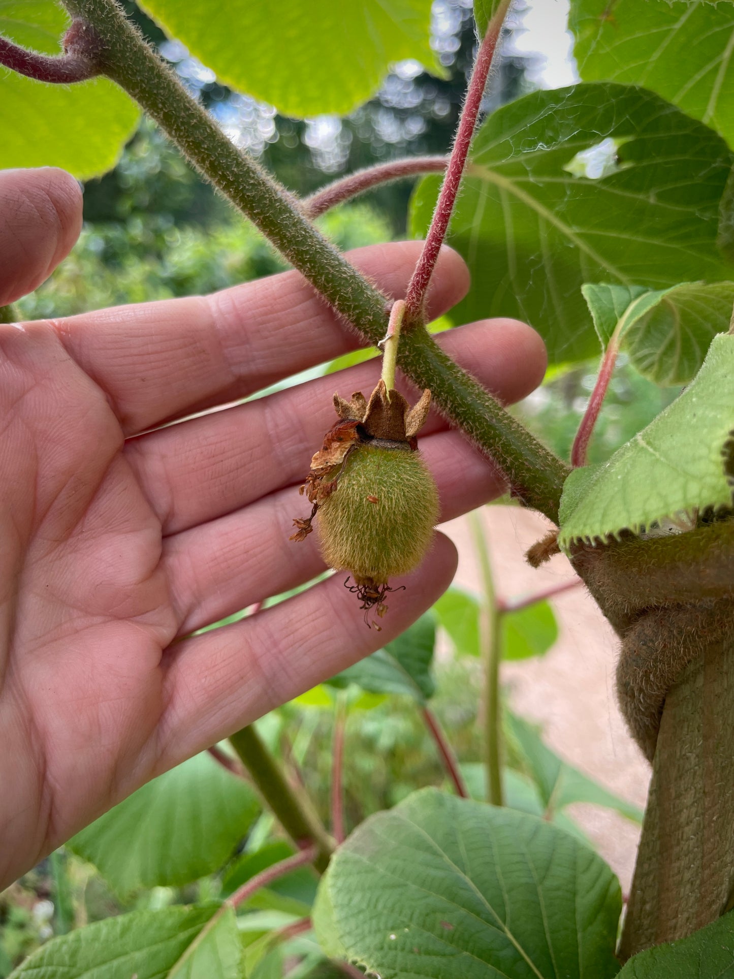 'Jenny' Fuzzy Kiwi (Self-Fertile)