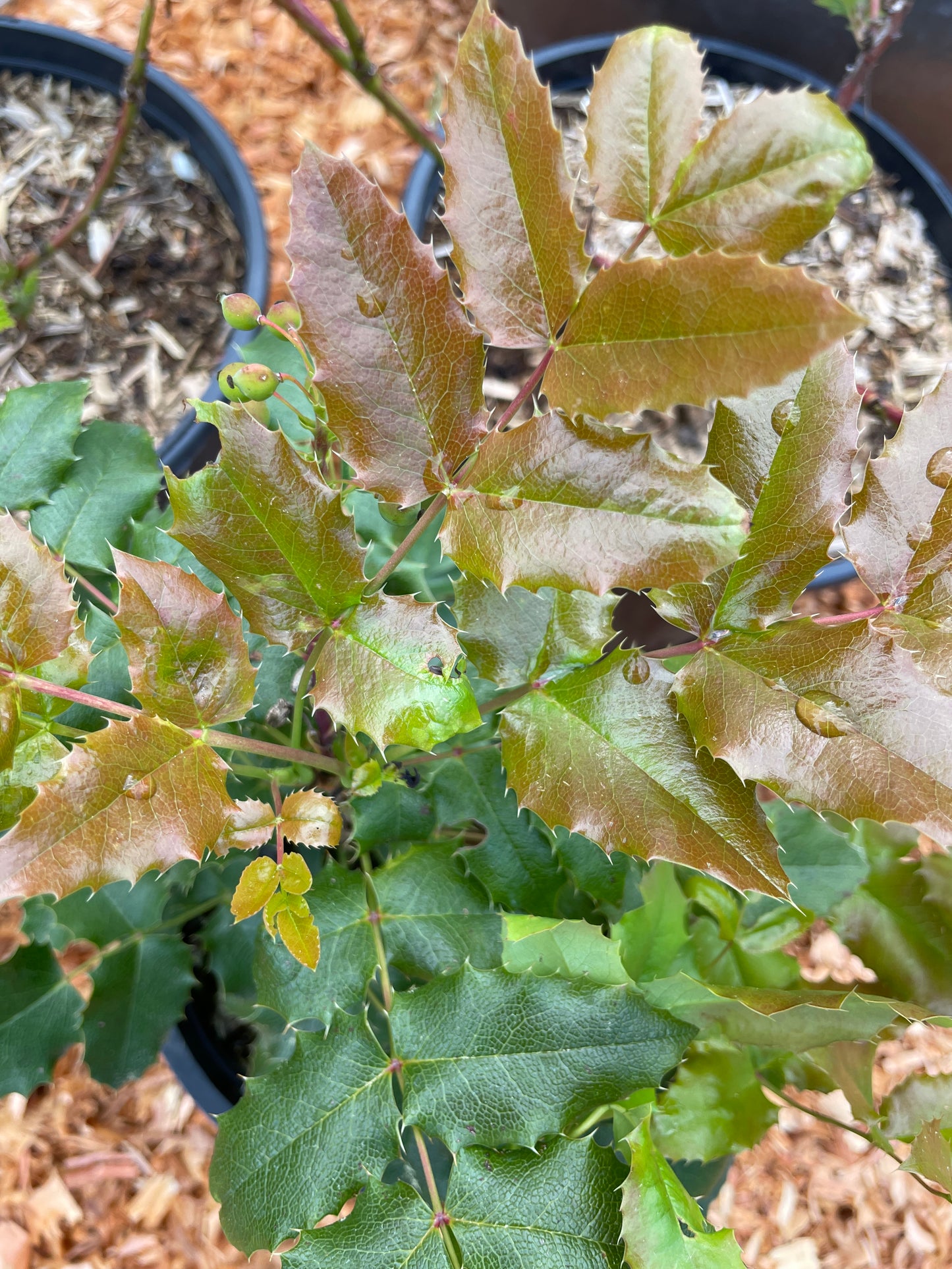 Tall Oregon Grape Plants