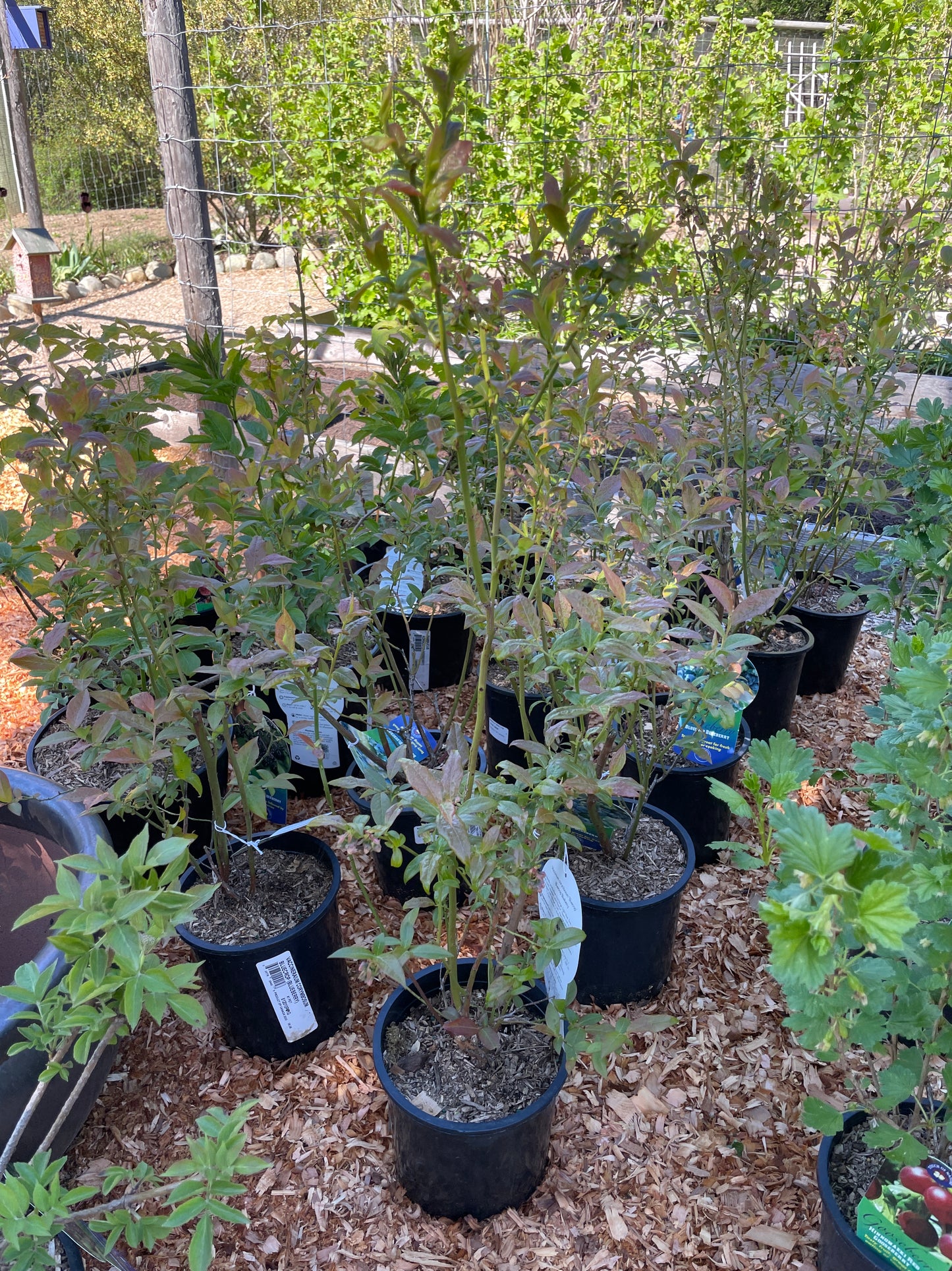 'Bluecrop' Blueberry Plants