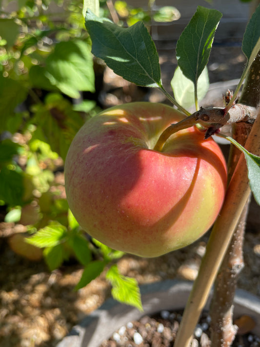 'Gala' Mini-Dwarf Apple