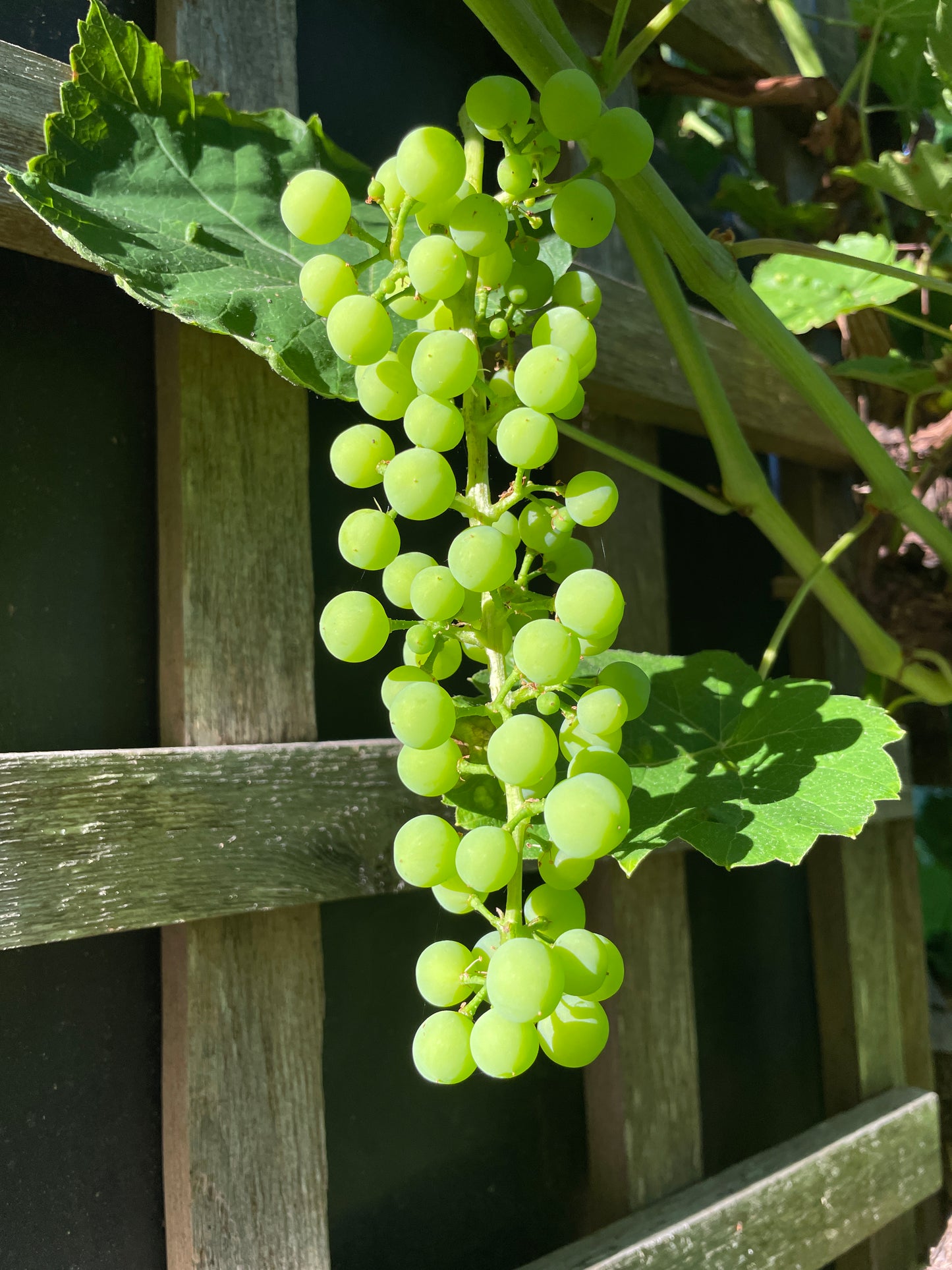 'Suffolk Red' Table Grape Vines