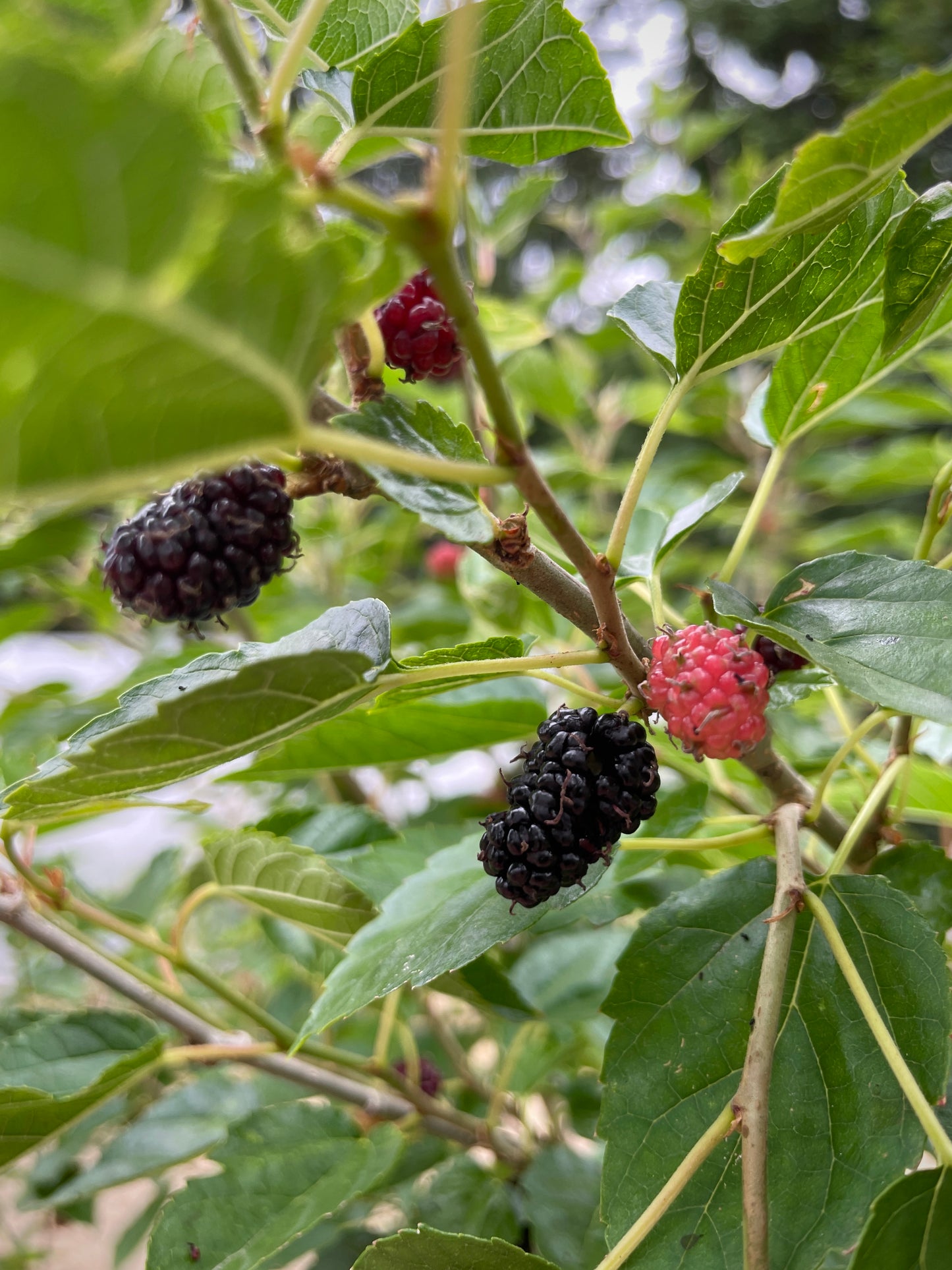 'Dwarf Everbearing' Mulberry