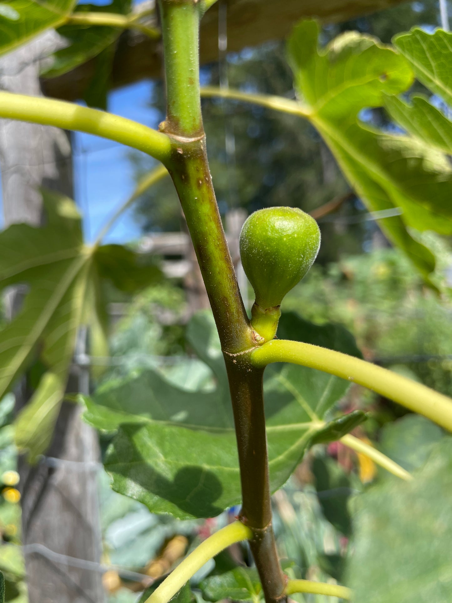 'Brown Turkey' Fig Trees