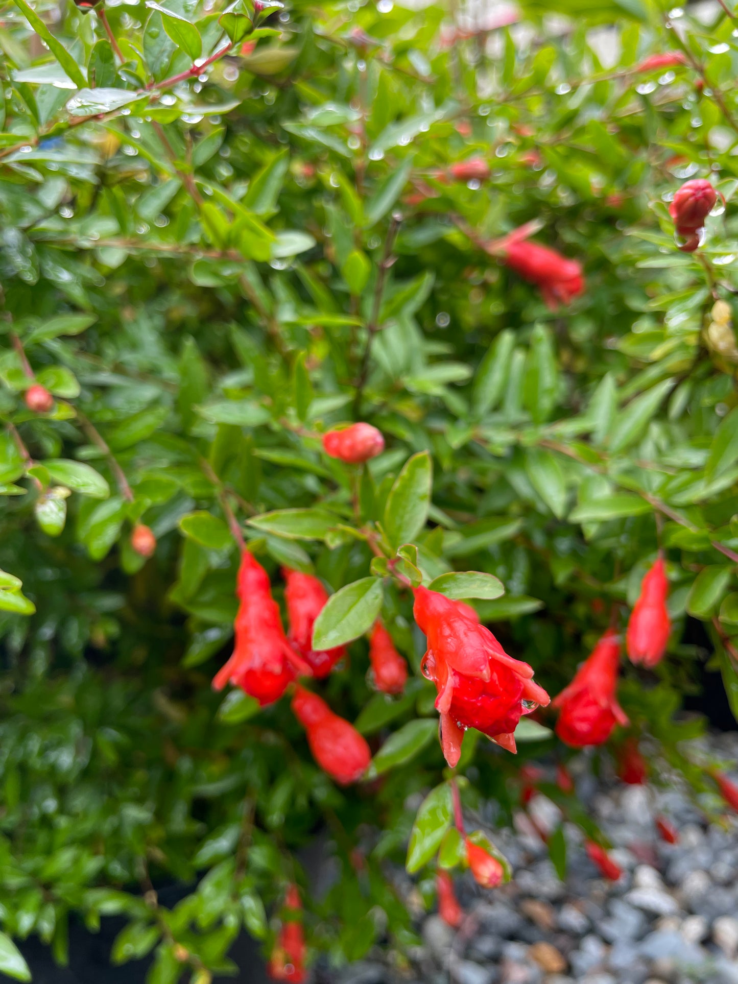 Pomegranate Plants