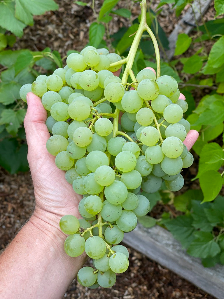 'Himrod' Seedless Table Grape