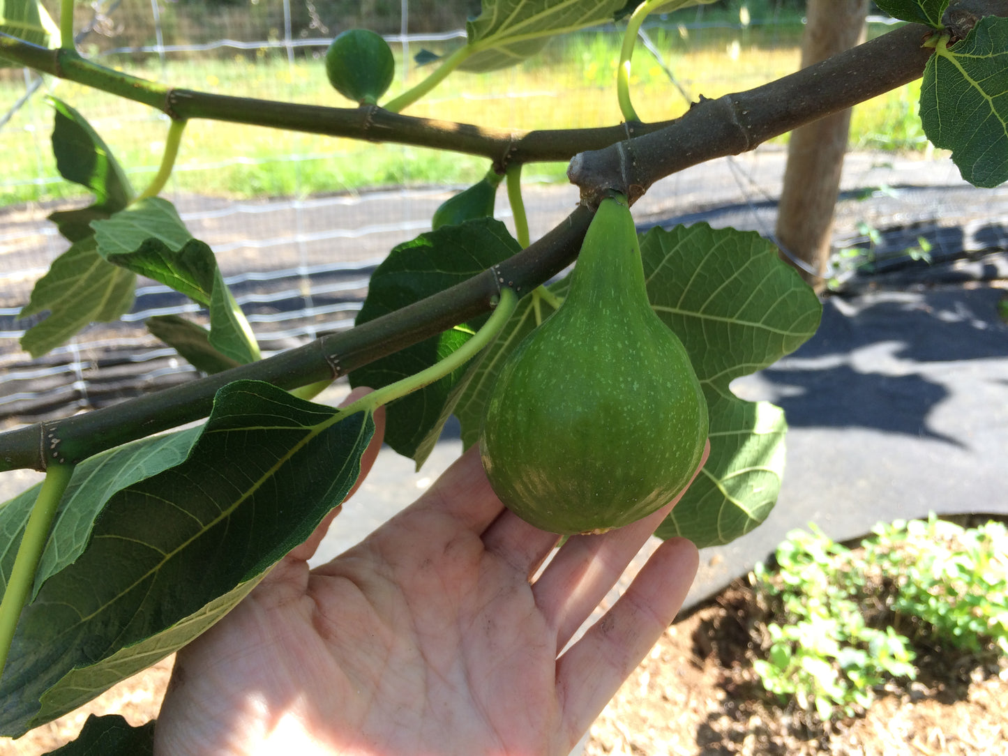 'Desert King' Fig Trees