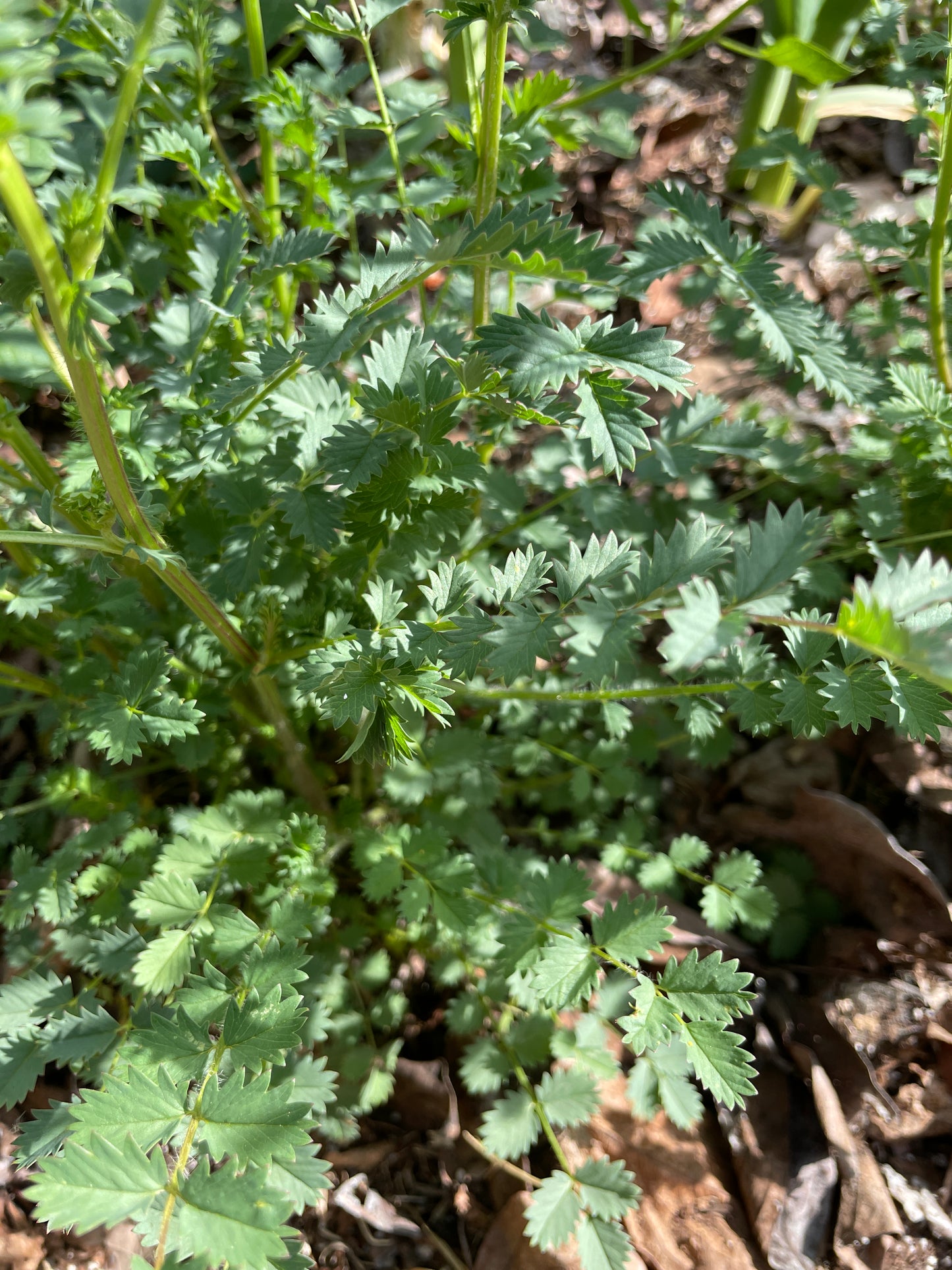 Salad Burnet