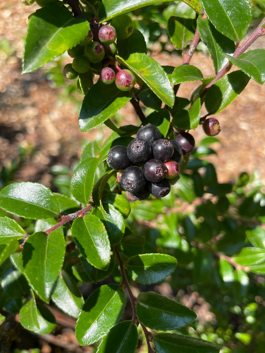 Evergreen Huckleberry Plants