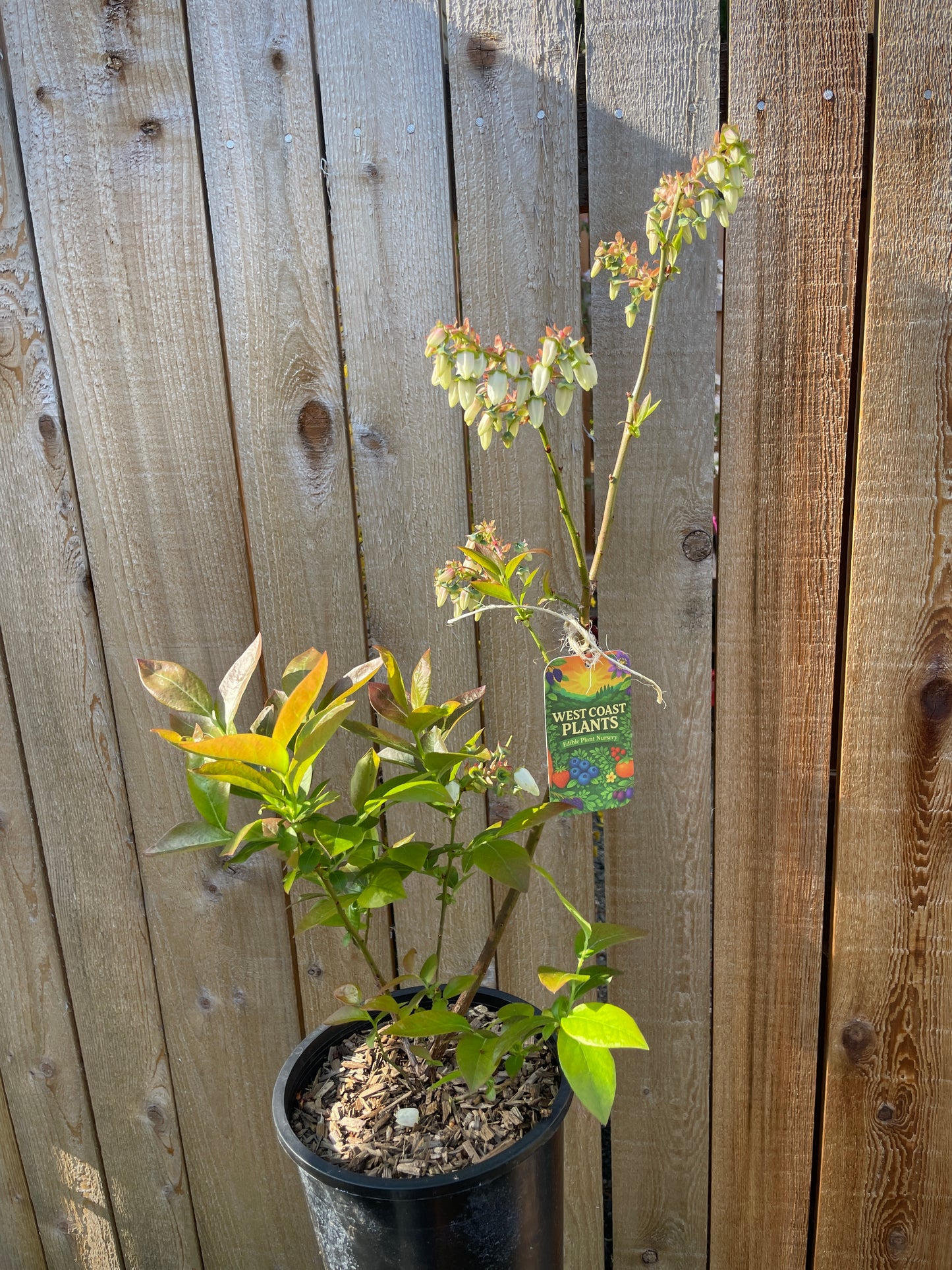 'Chandler' Blueberry