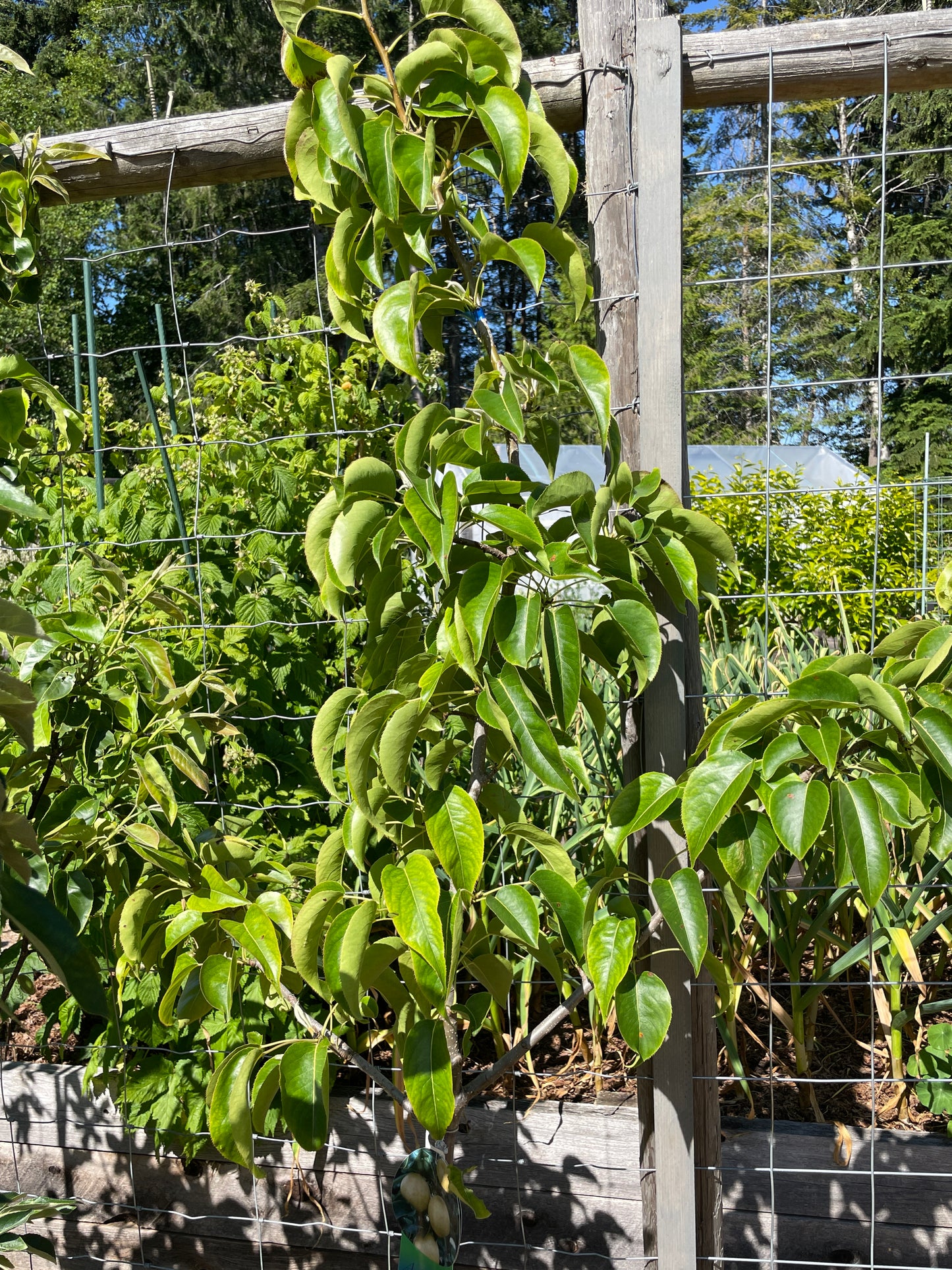 Asian Pear Trees