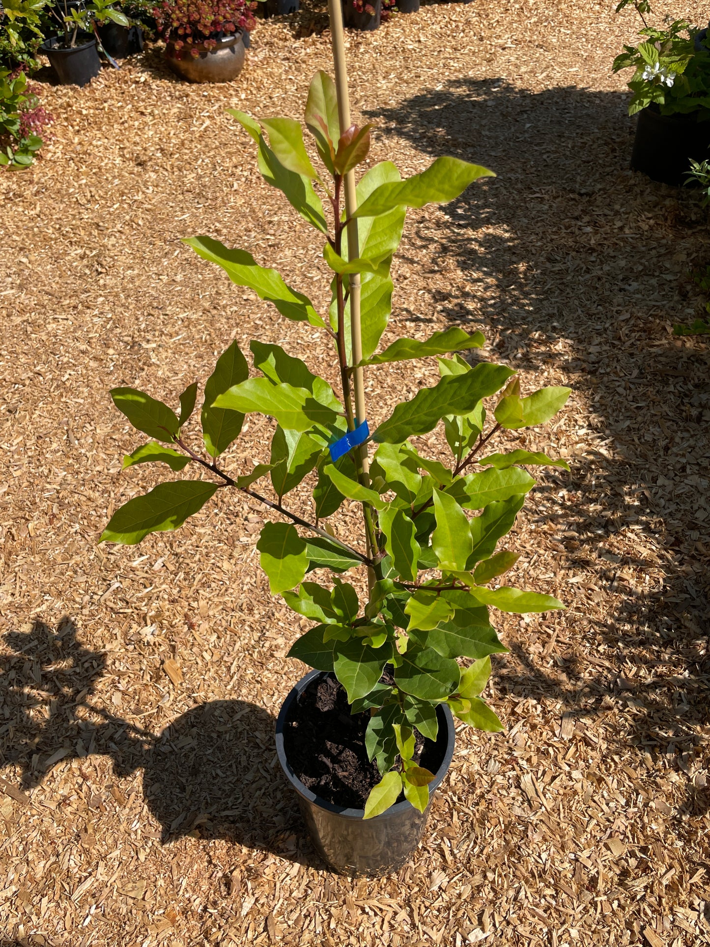 Bay Leaf Trees (Bay Laurel)