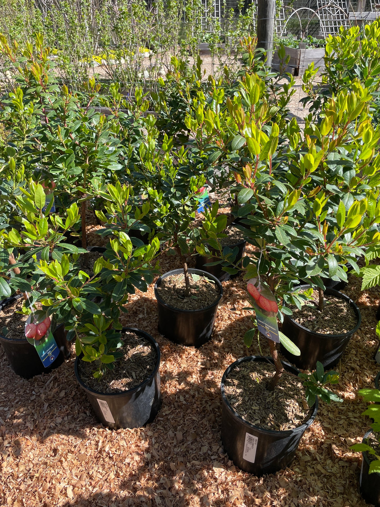 Strawberry Trees