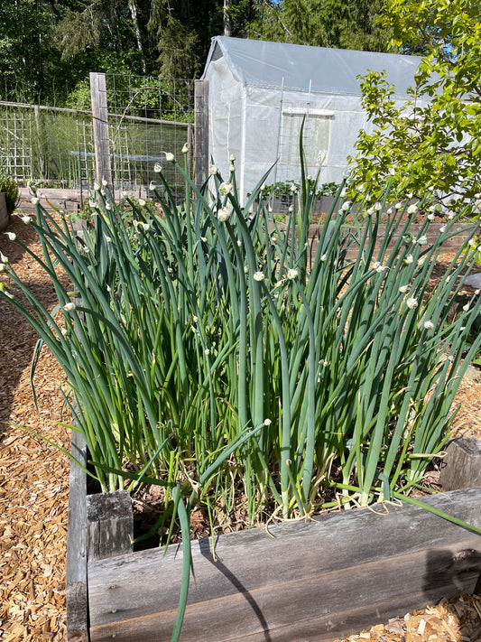 Red Egyptian Walking Onions