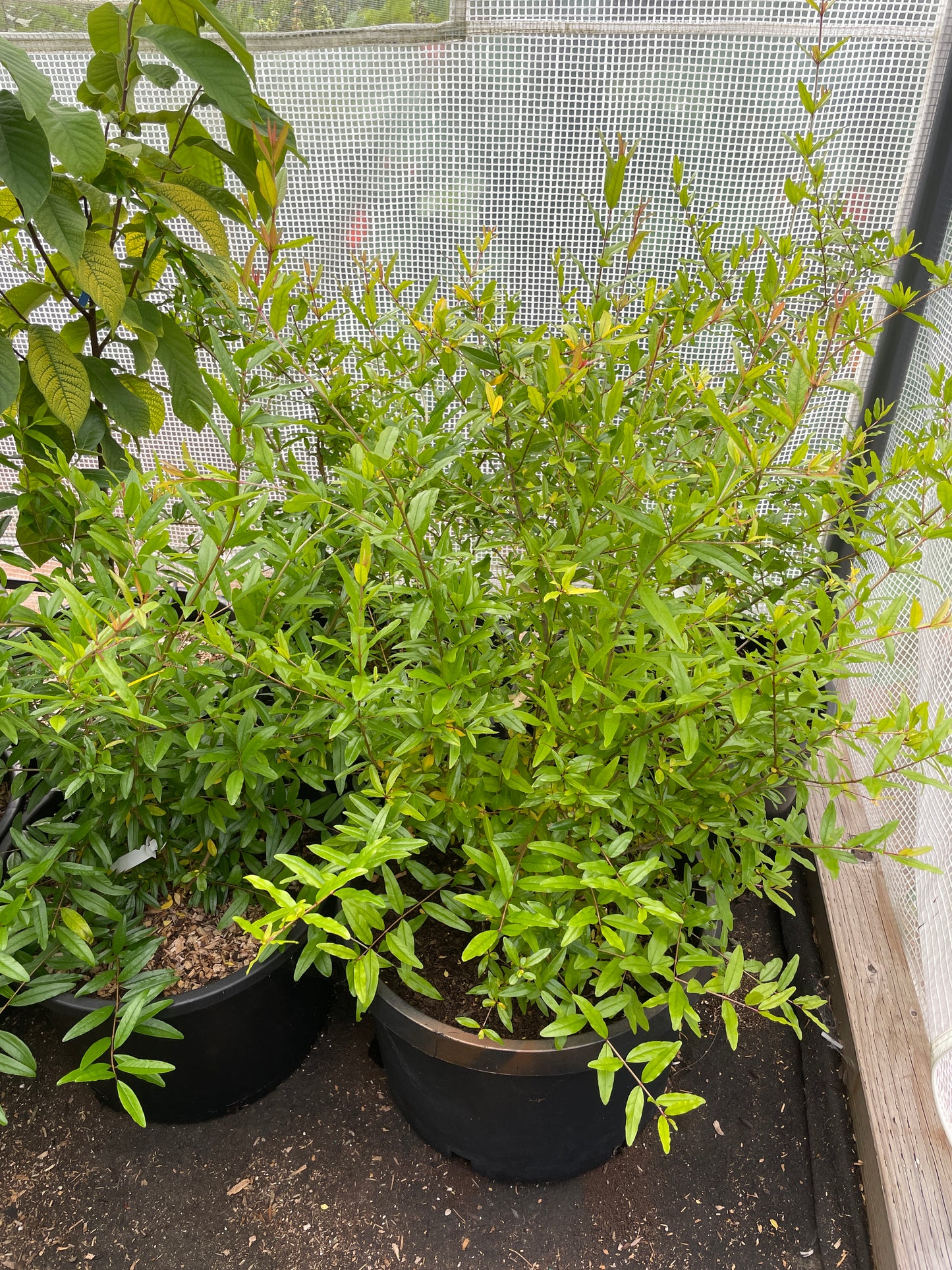 Pomegranate Plants