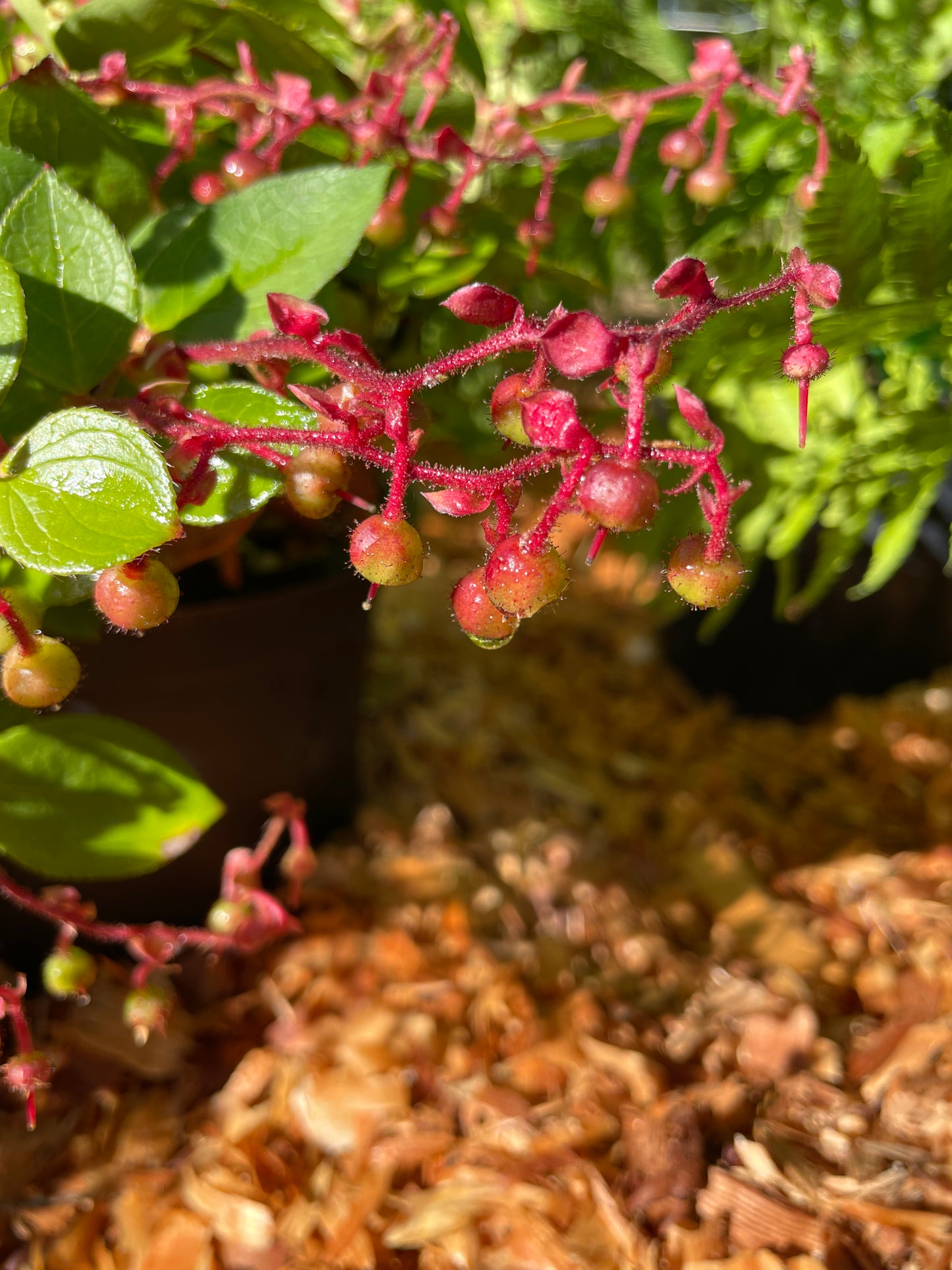 Salal Plants