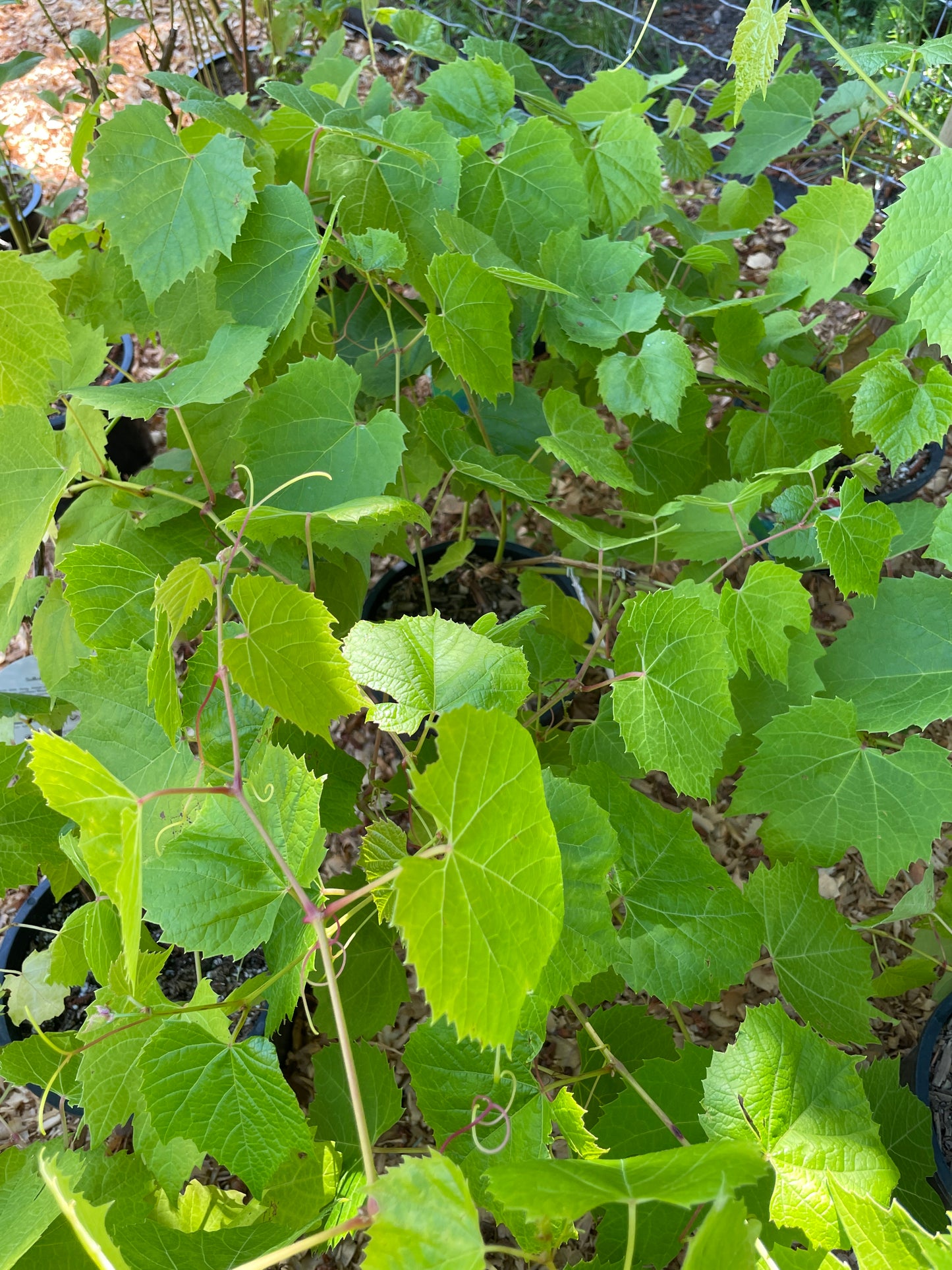 'Suffolk Red' Table Grape Vines