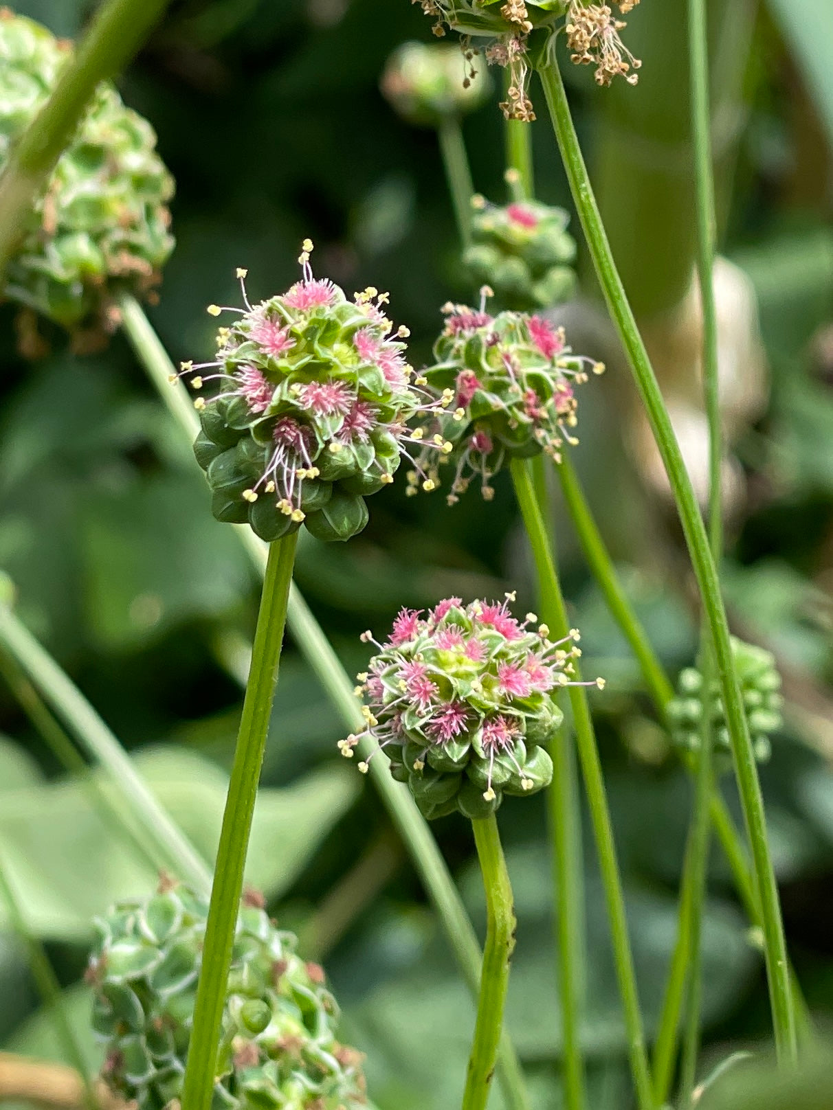 Salad Burnet
